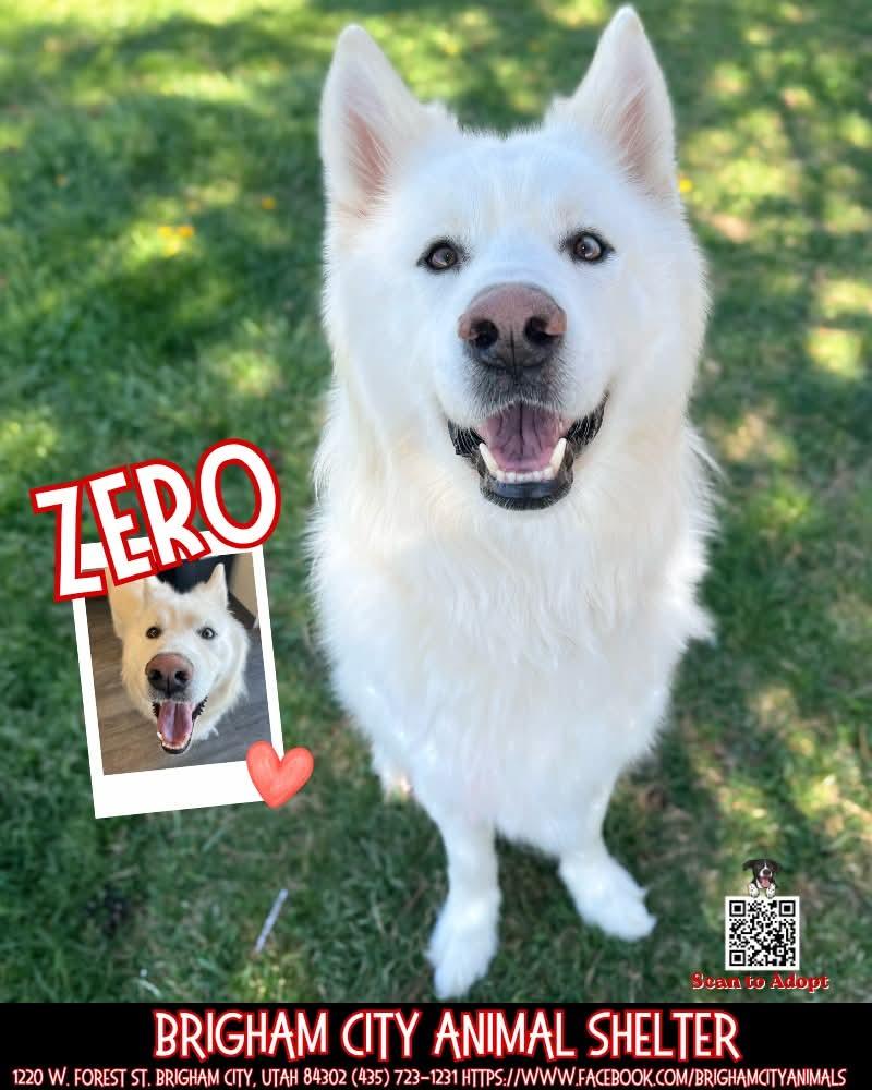 Zero , adoptable, Adult Male Husky.