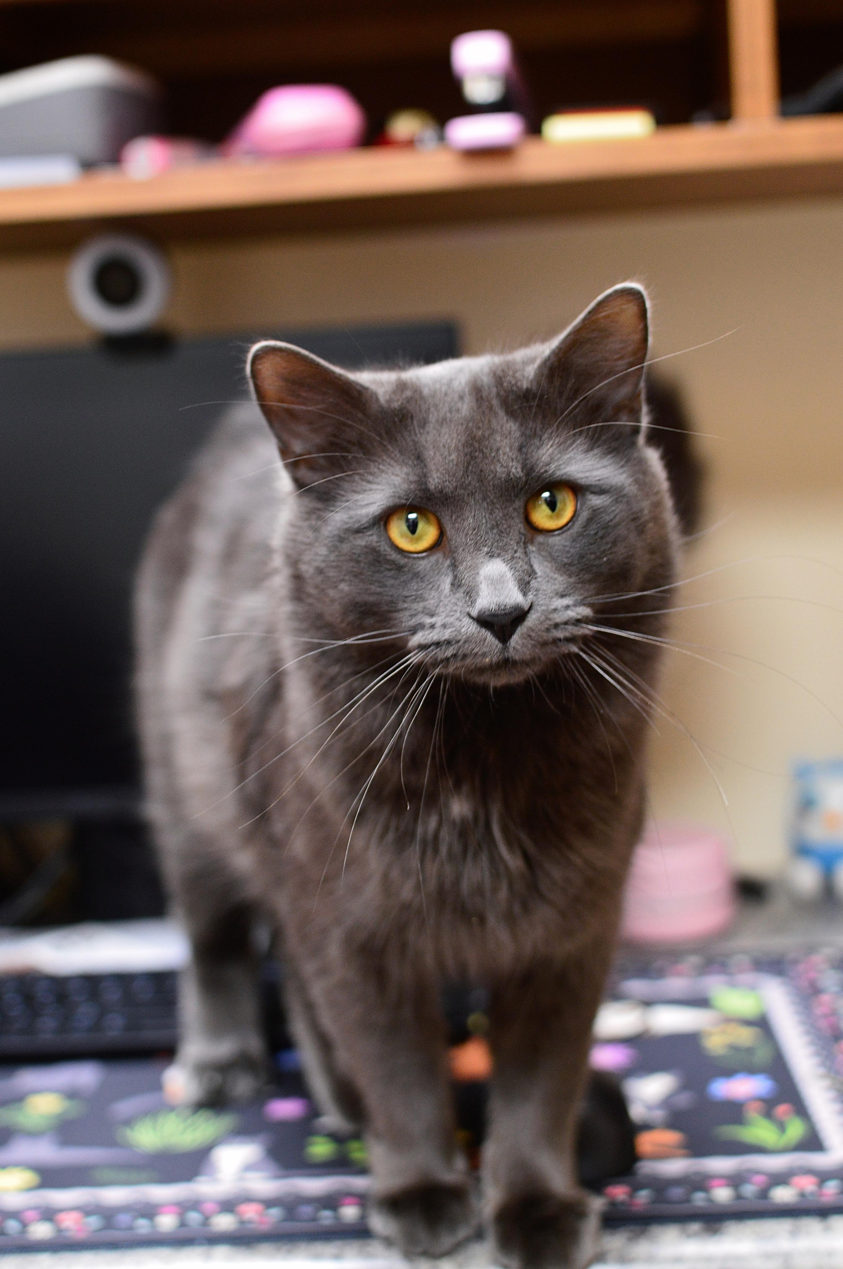 Enlarge Big mac, an adoptable Domestic Long Hair in Collierville, TN image 5/5