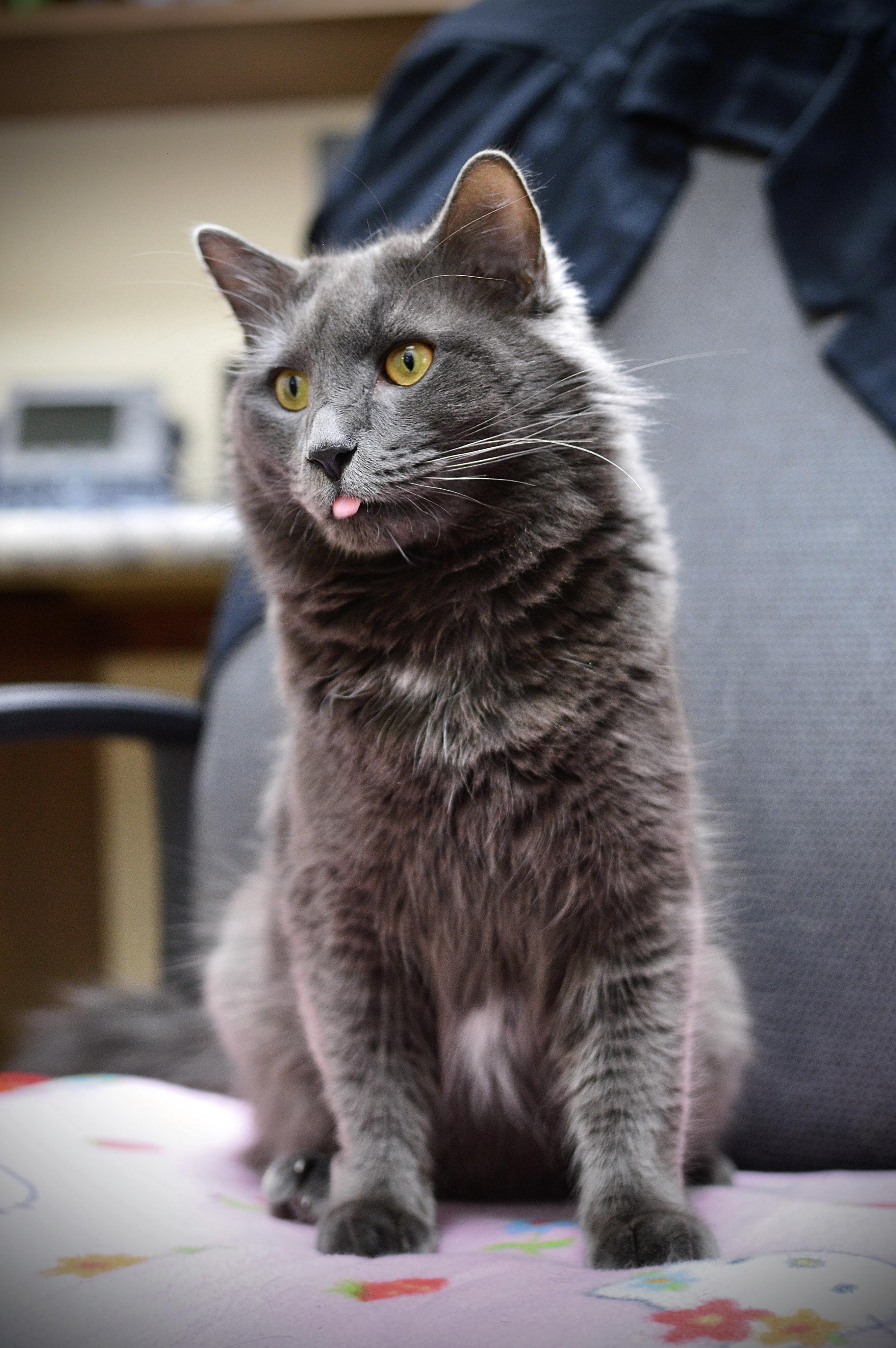 Enlarge Big mac, an adoptable Domestic Long Hair in Collierville, TN image 3/5