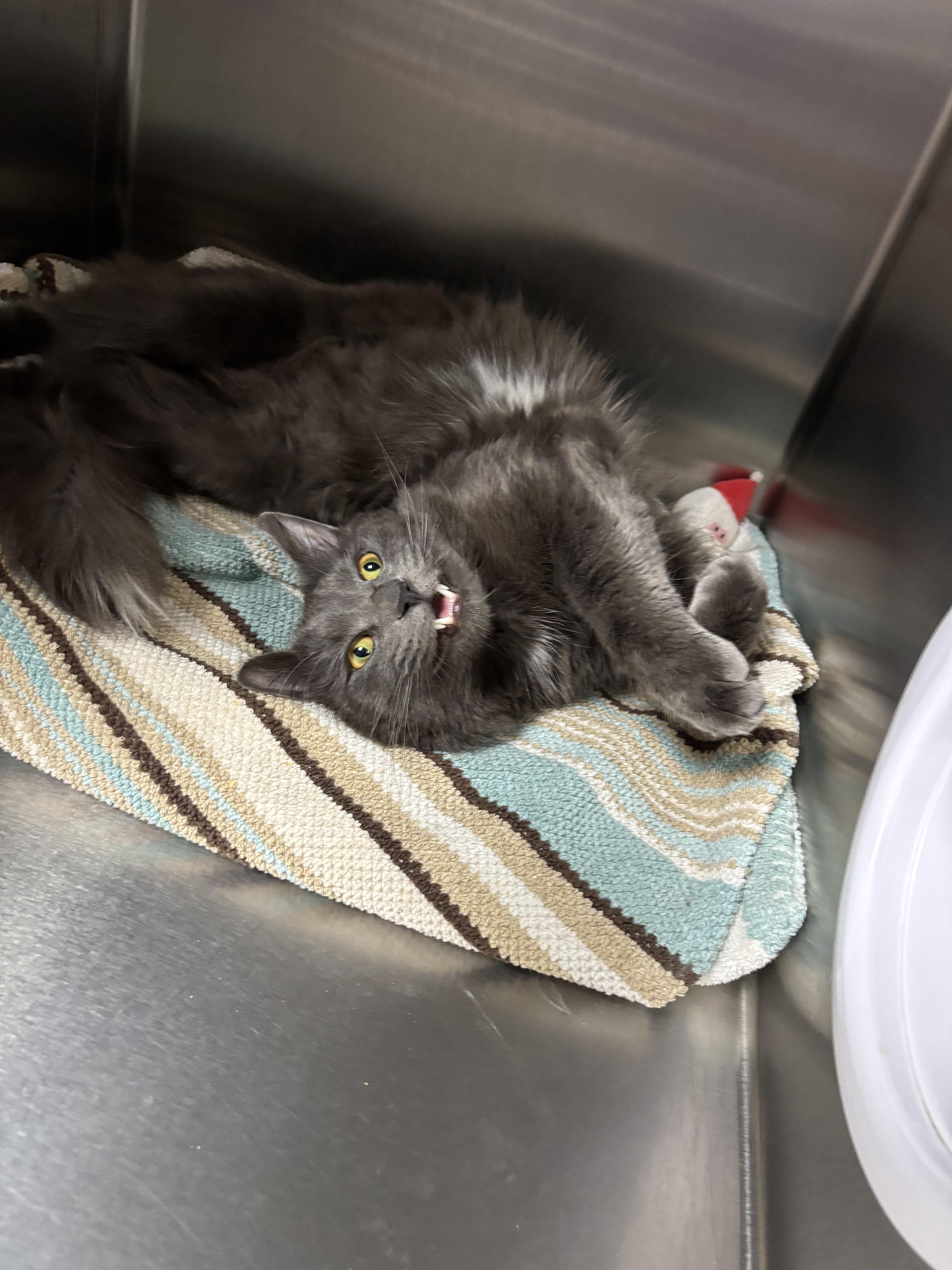 Enlarge Big mac, an adoptable Domestic Long Hair in Collierville, TN image 4/5