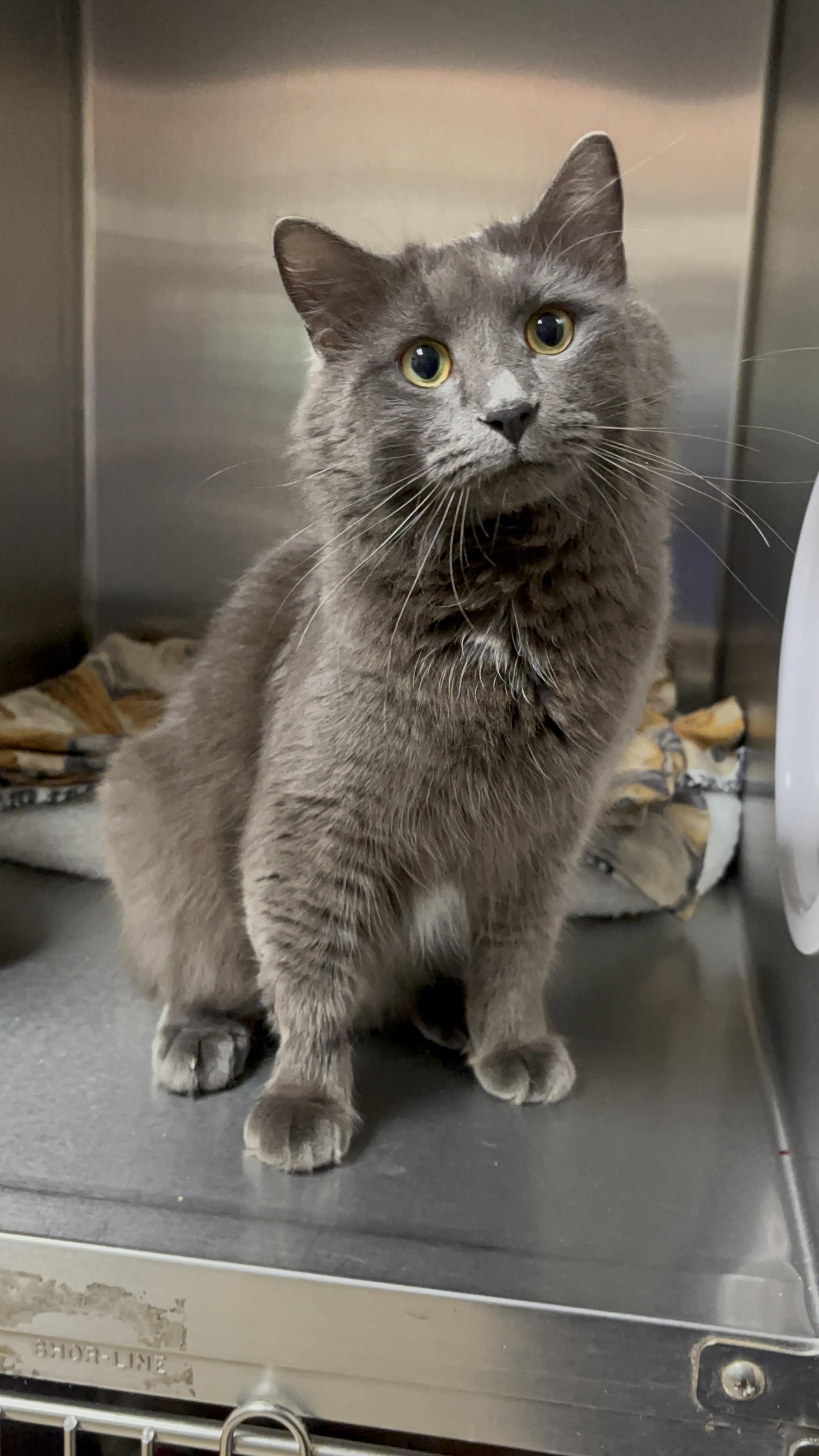 Enlarge Big mac, an adoptable Domestic Long Hair in Collierville, TN image 2/5