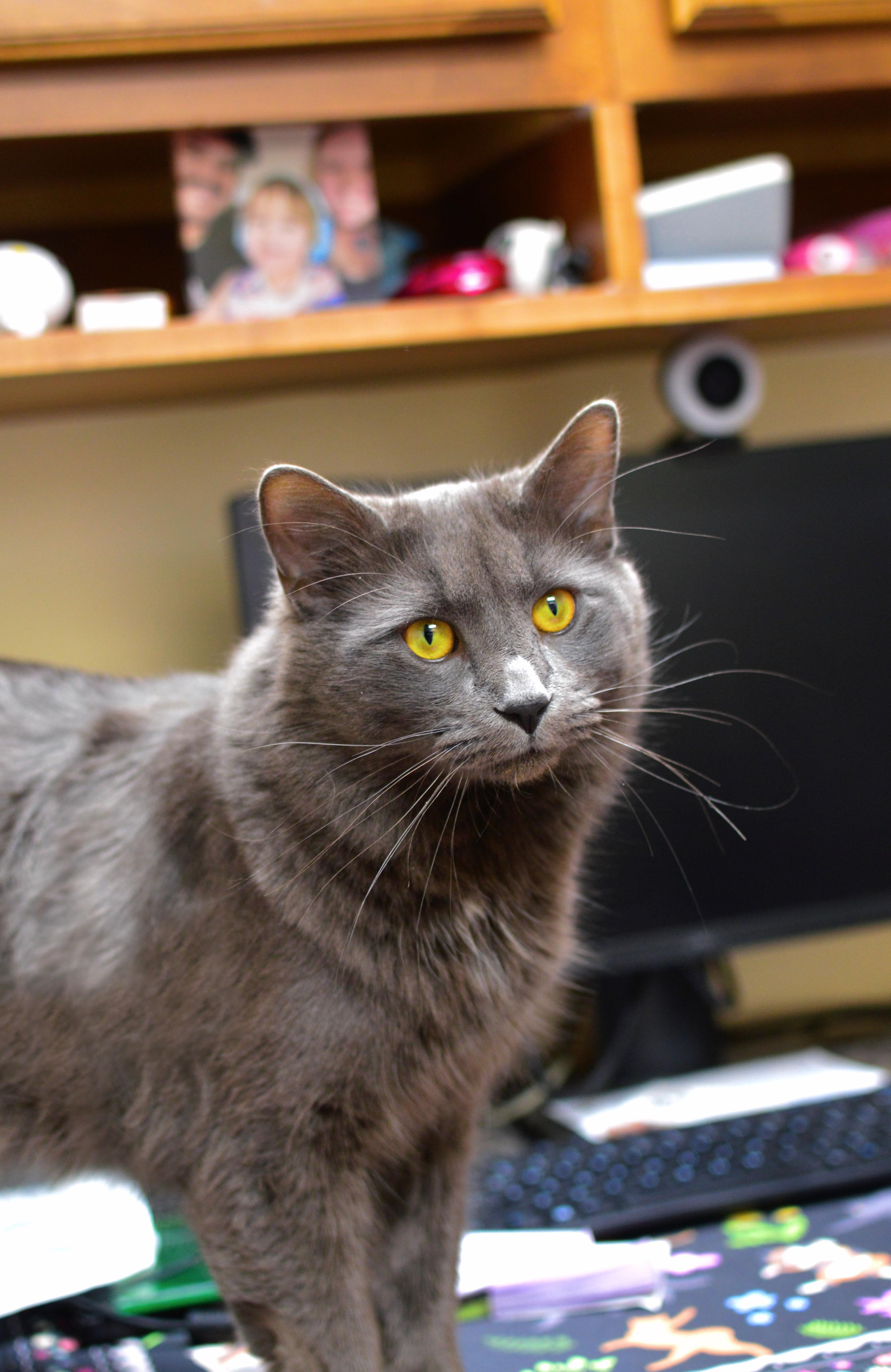 Enlarge Big mac, an adoptable Domestic Long Hair in Collierville, TN image 1/5