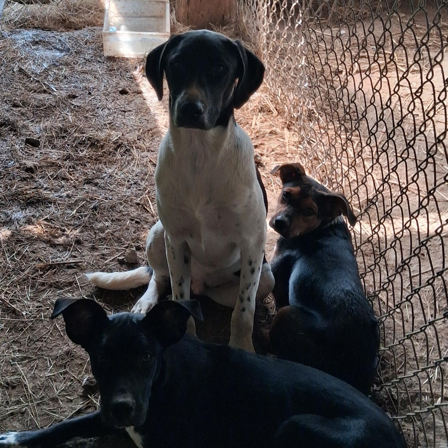 Enlarge Nico, a Adopted mixed breed in Newport, AR image 3/3