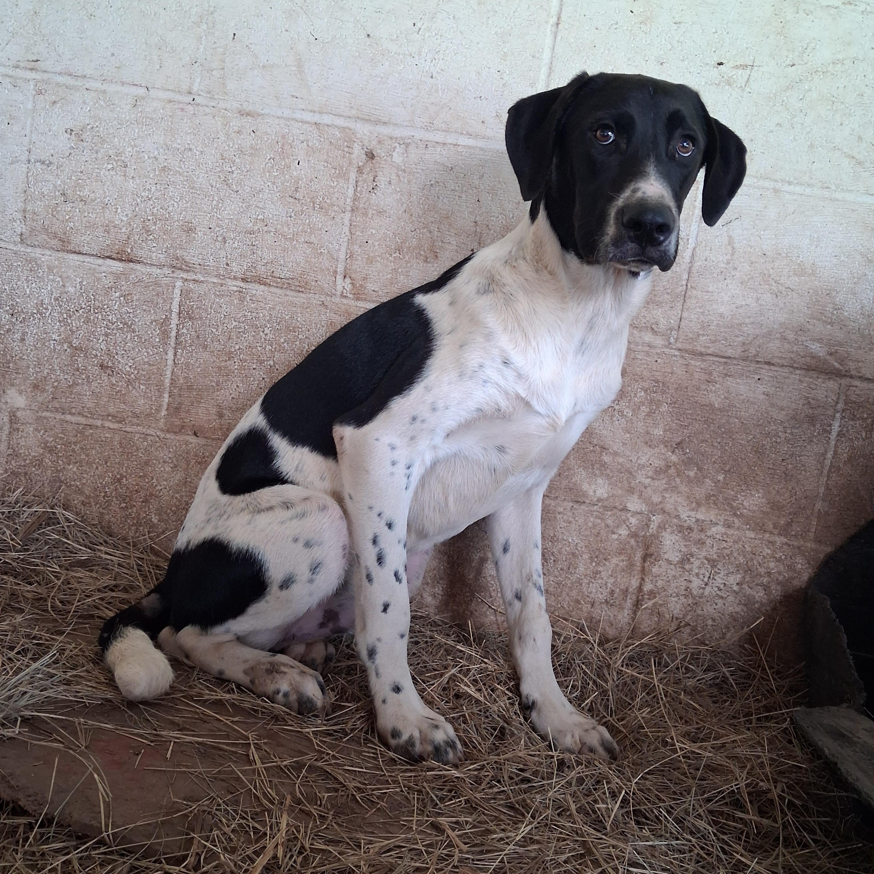 Enlarge Nico, a Adopted mixed breed in Newport, AR image 2/3