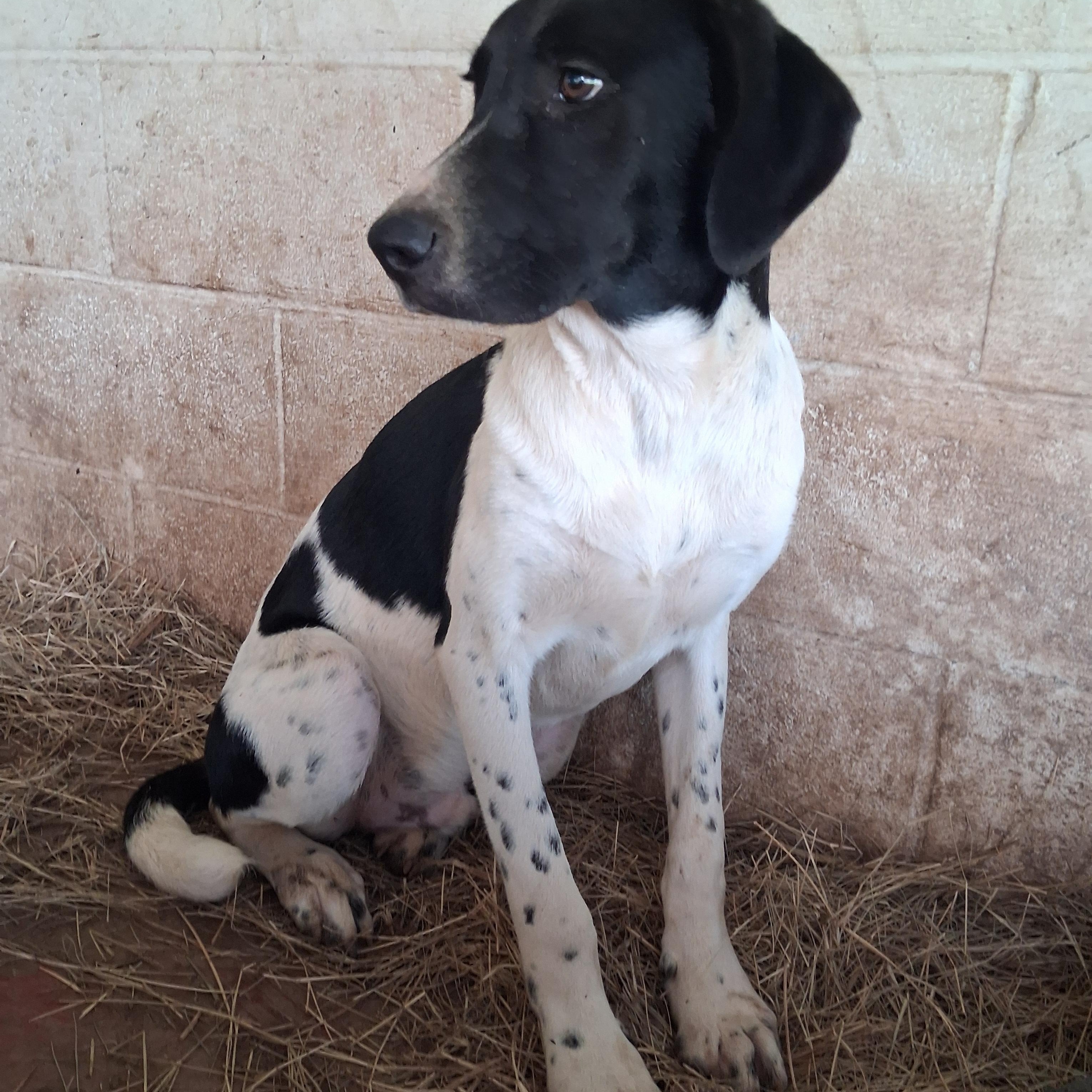 Nico, Adopted, Young Male Pointer & Hound.