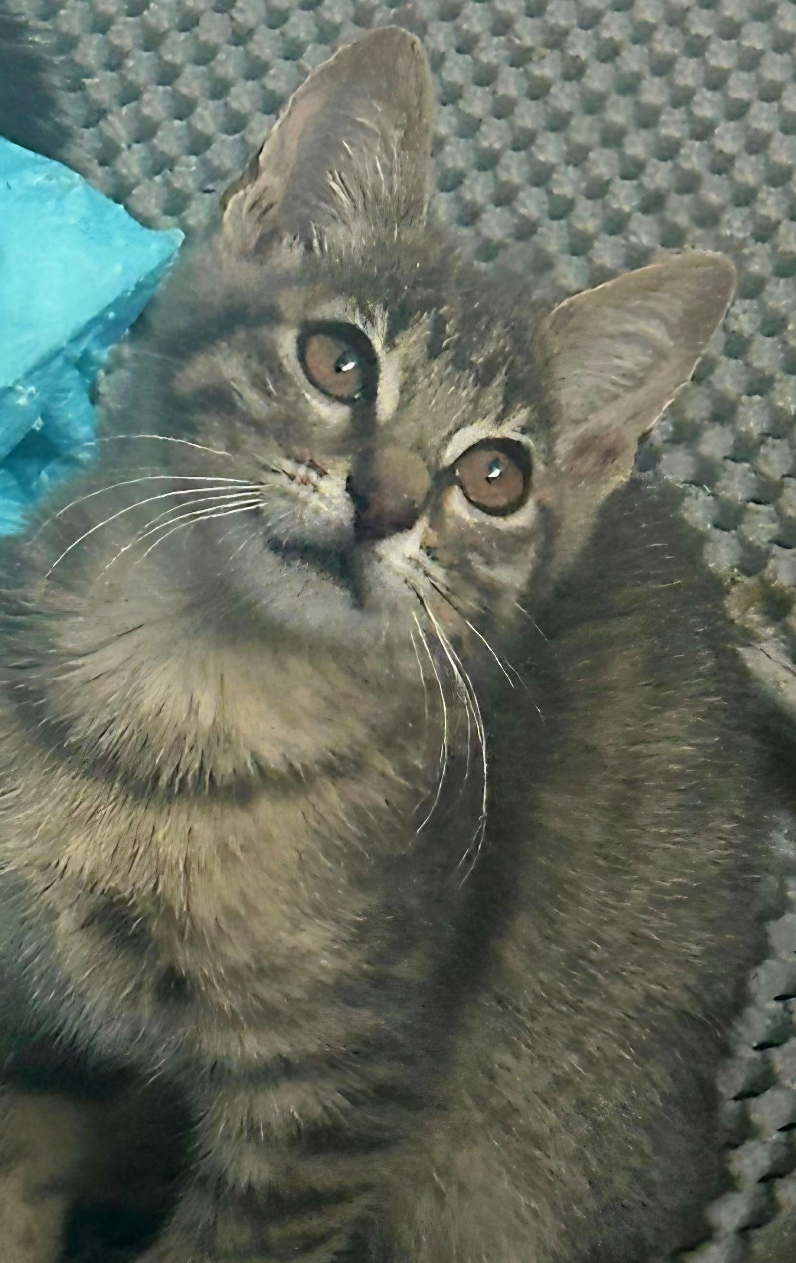 Enlarge Blu, a Adoptable mixed breed in Campbell, CA image 1/3