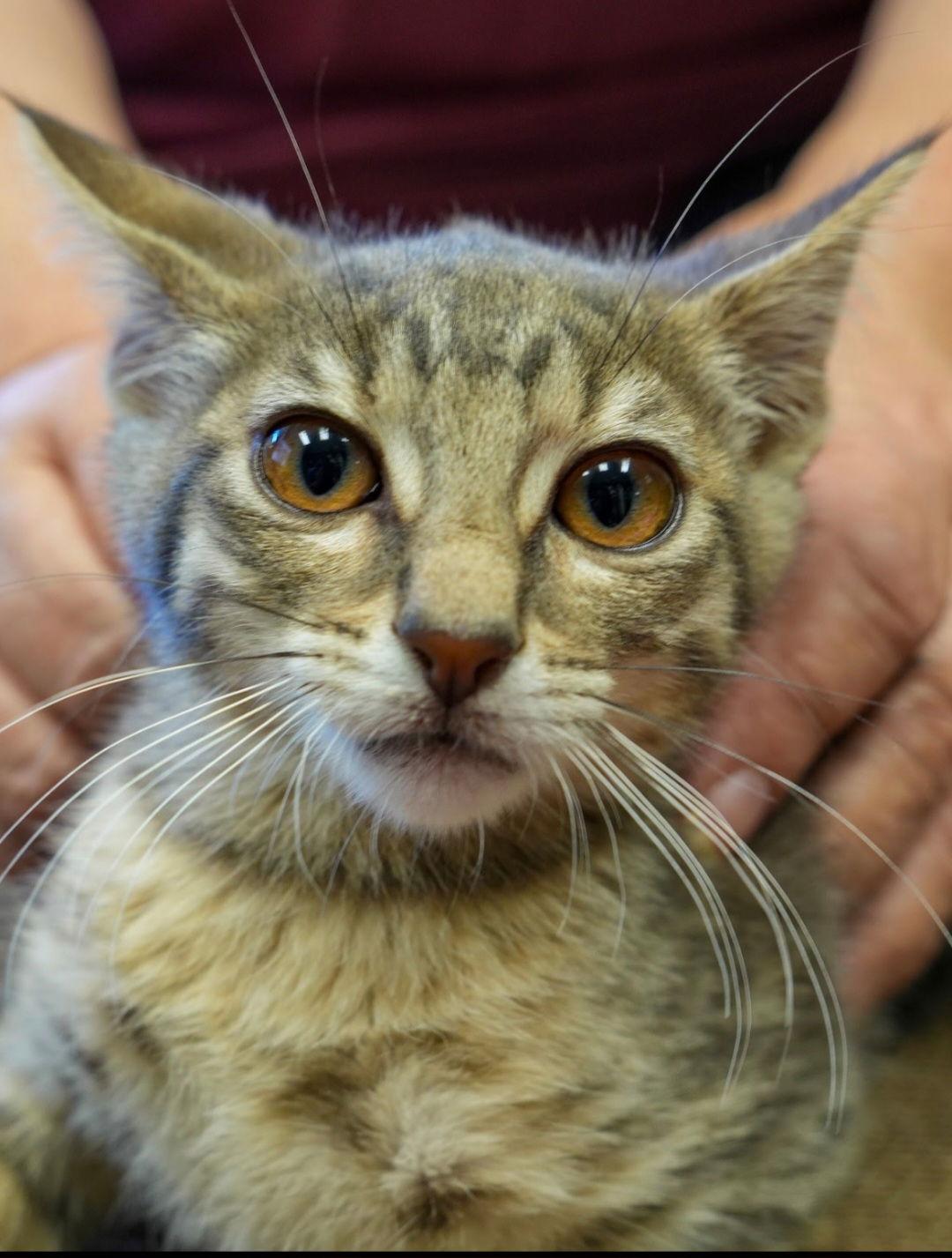 Enlarge Blu, a Adoptable mixed breed in Campbell, CA image 2/3