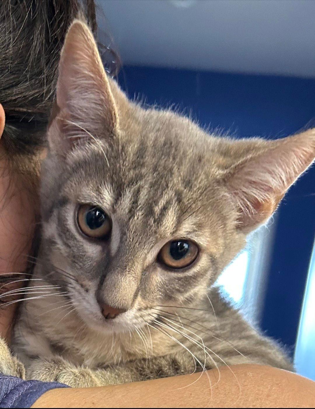 Enlarge Blu, a Adoptable mixed breed in Campbell, CA image 3/3