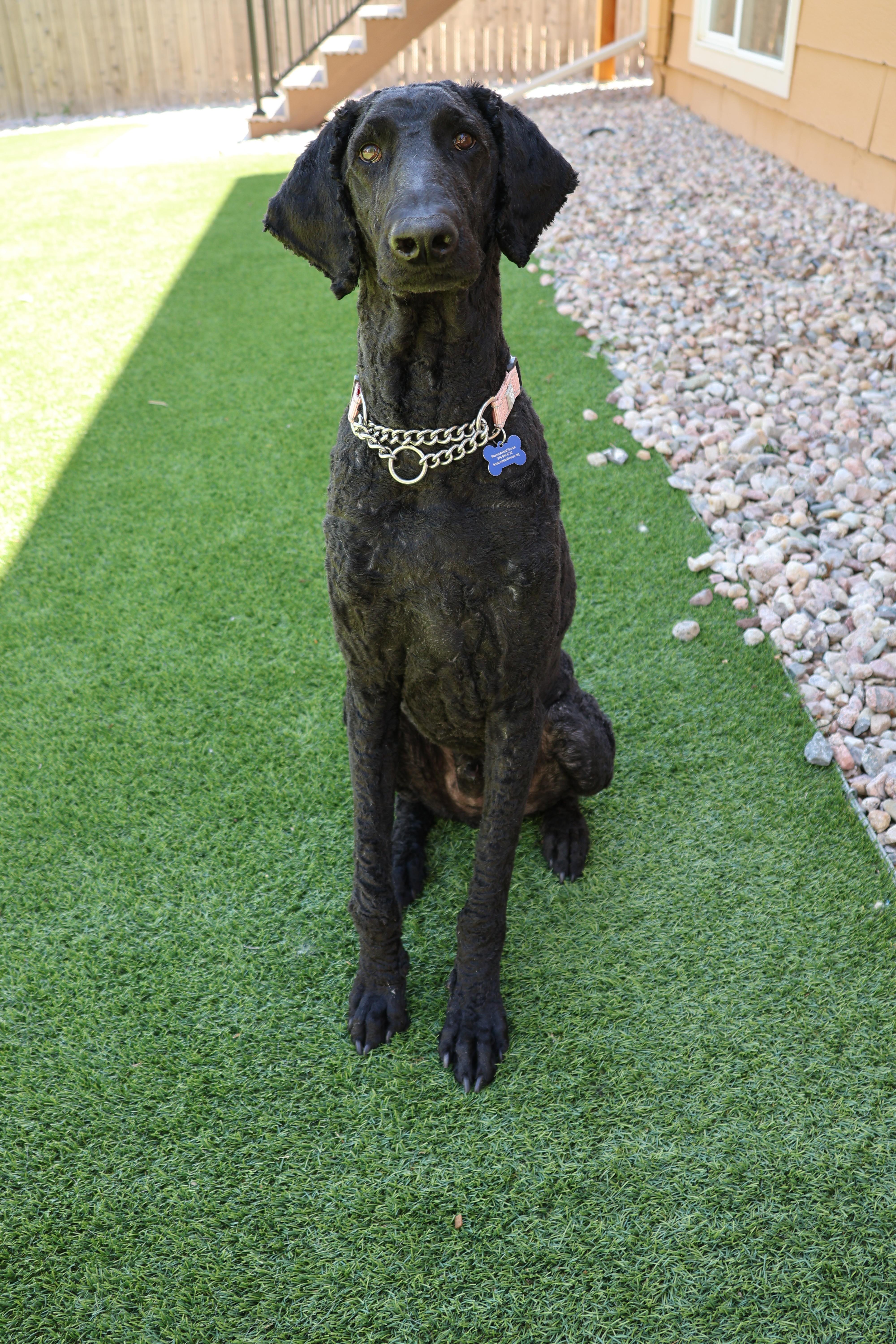 Enlarge Edward, a ADOPTABLE Standard Poodle in Fort Collins, CO image 3/6