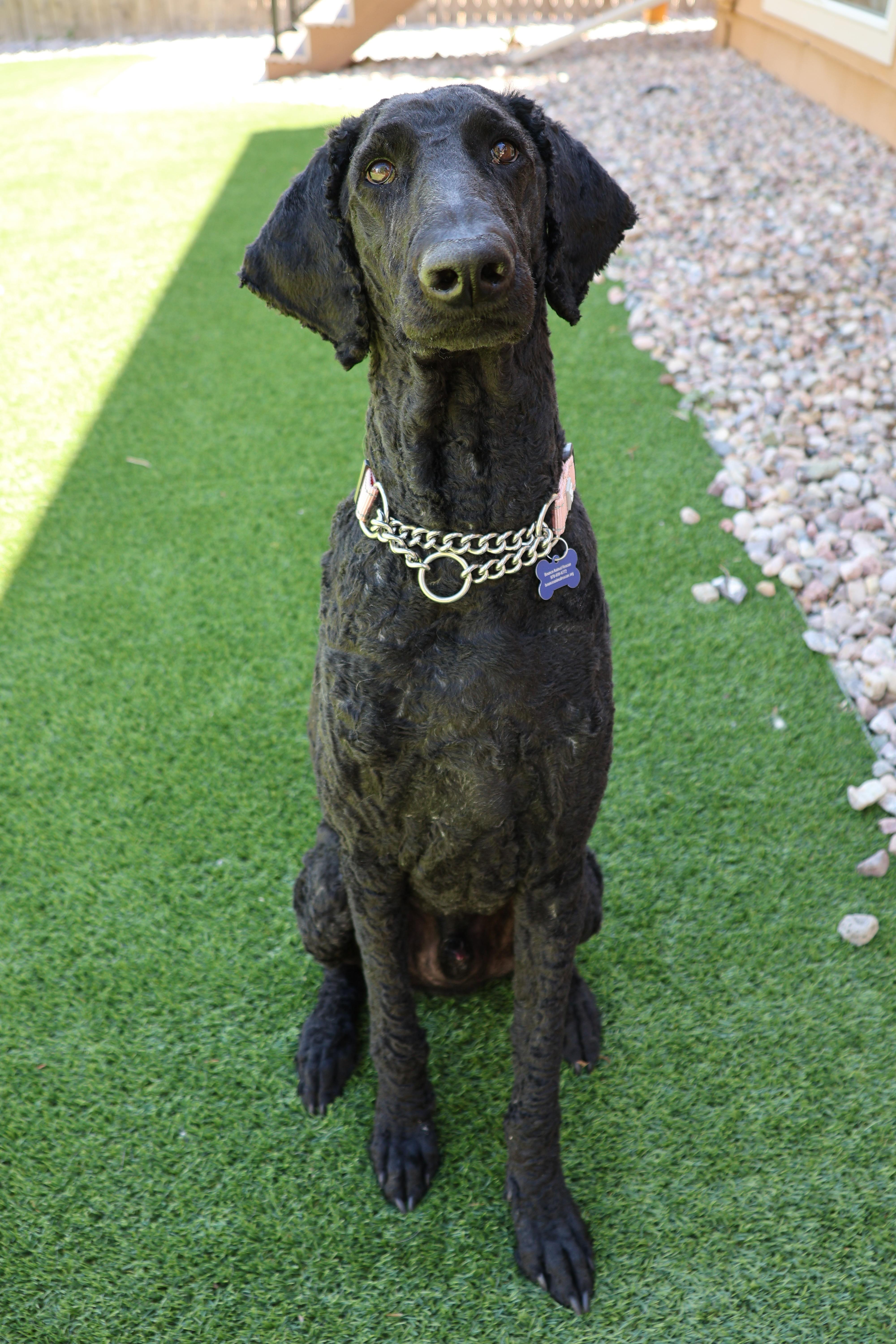 Enlarge Edward, a ADOPTABLE Standard Poodle in Fort Collins, CO image 5/6