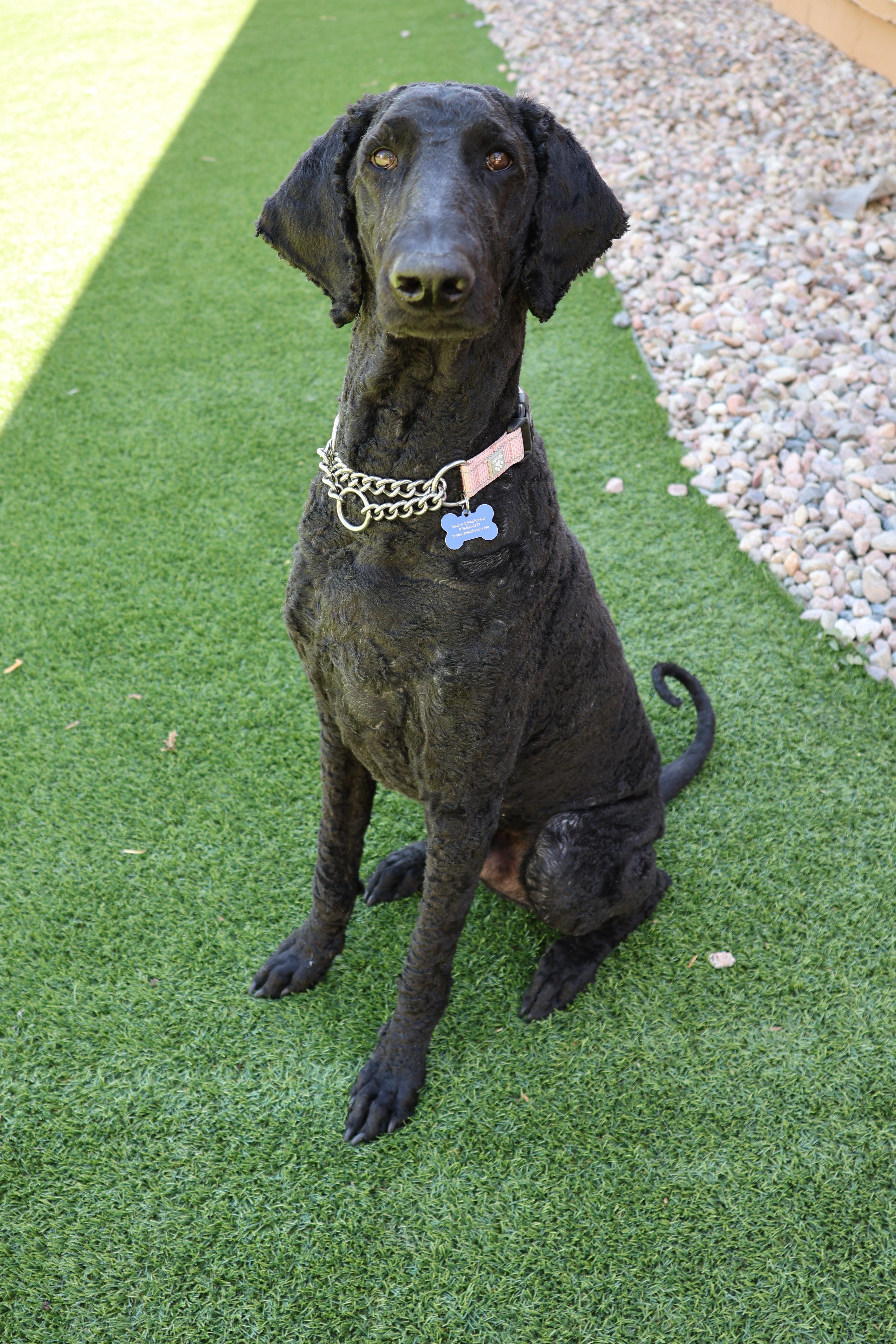 Enlarge Edward, a ADOPTABLE Standard Poodle in Fort Collins, CO image 4/6