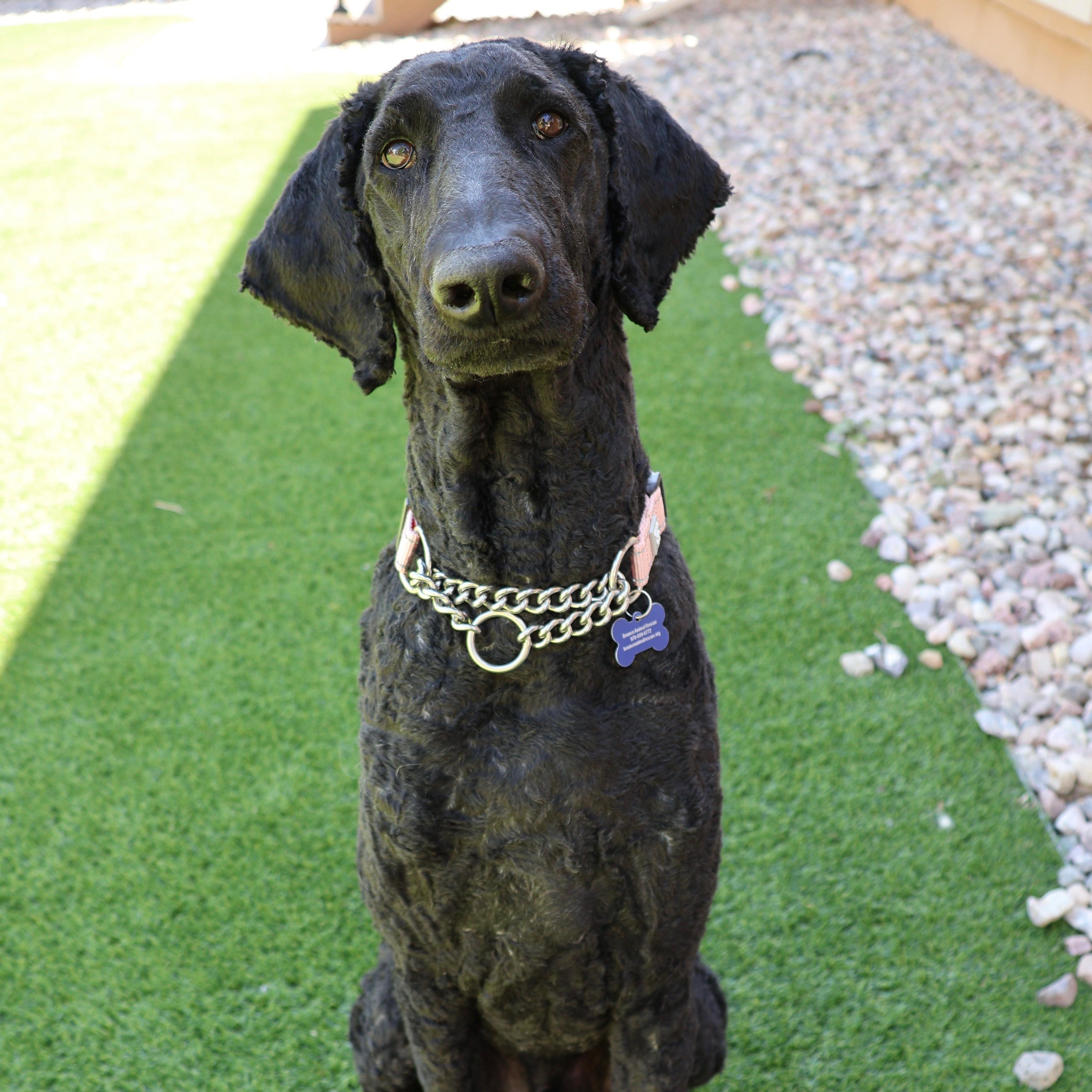 Edward, ADOPTABLE, Adult Male Standard Poodle.