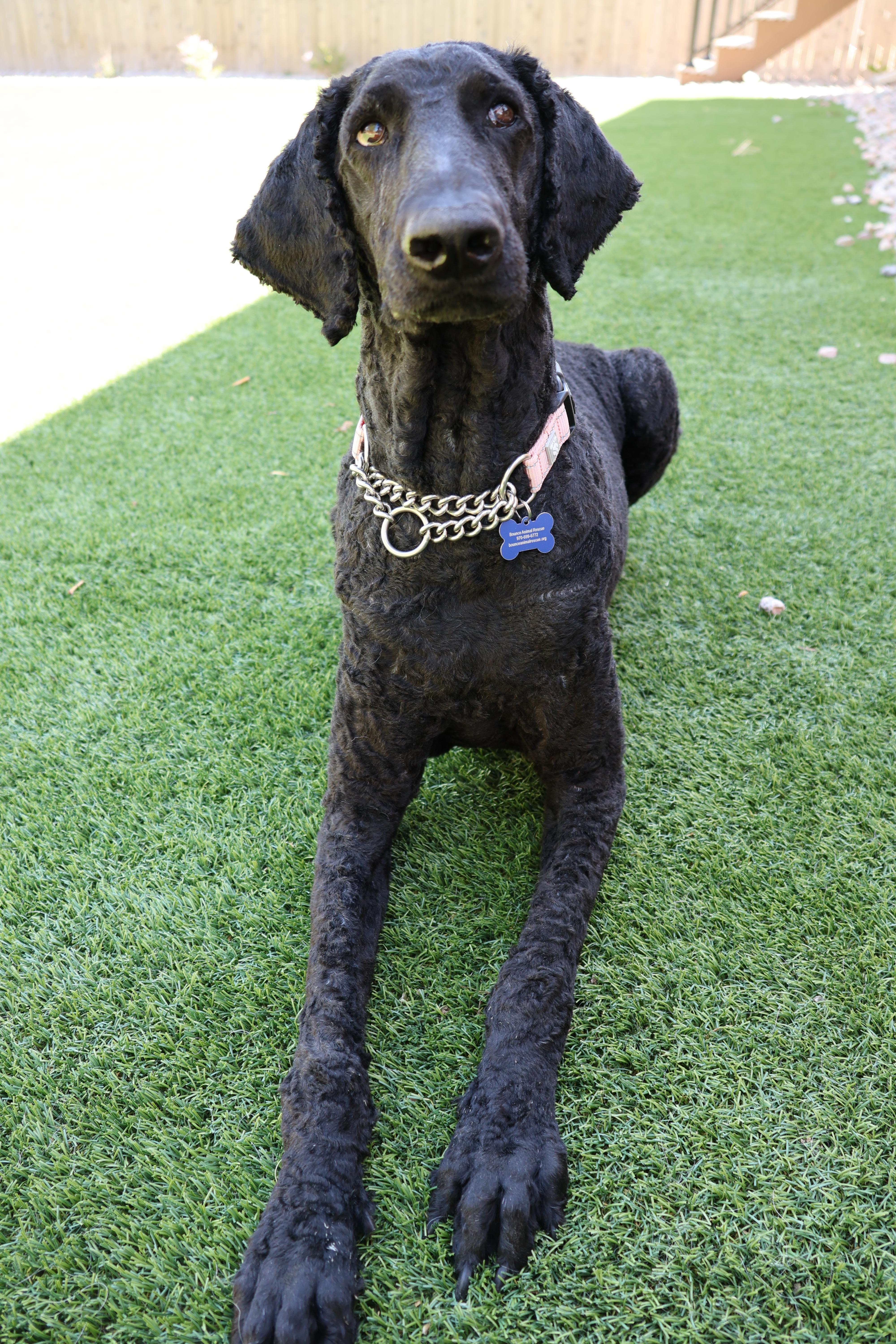 Enlarge Edward, a ADOPTABLE Standard Poodle in Fort Collins, CO image 2/6
