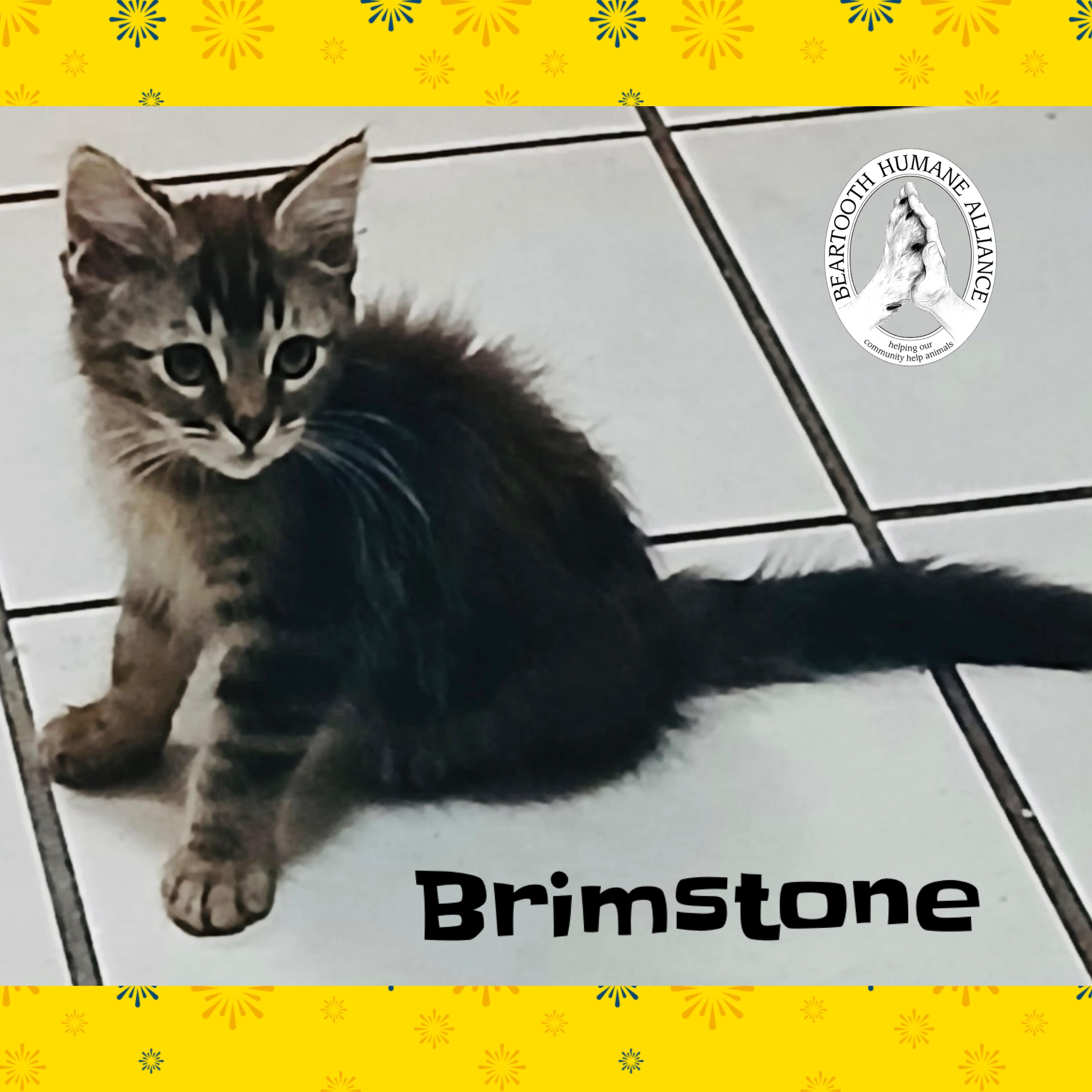 Brimstone, an adoptable Domestic Long Hair in Red Lodge, MT, 59068 | Photo Image 2