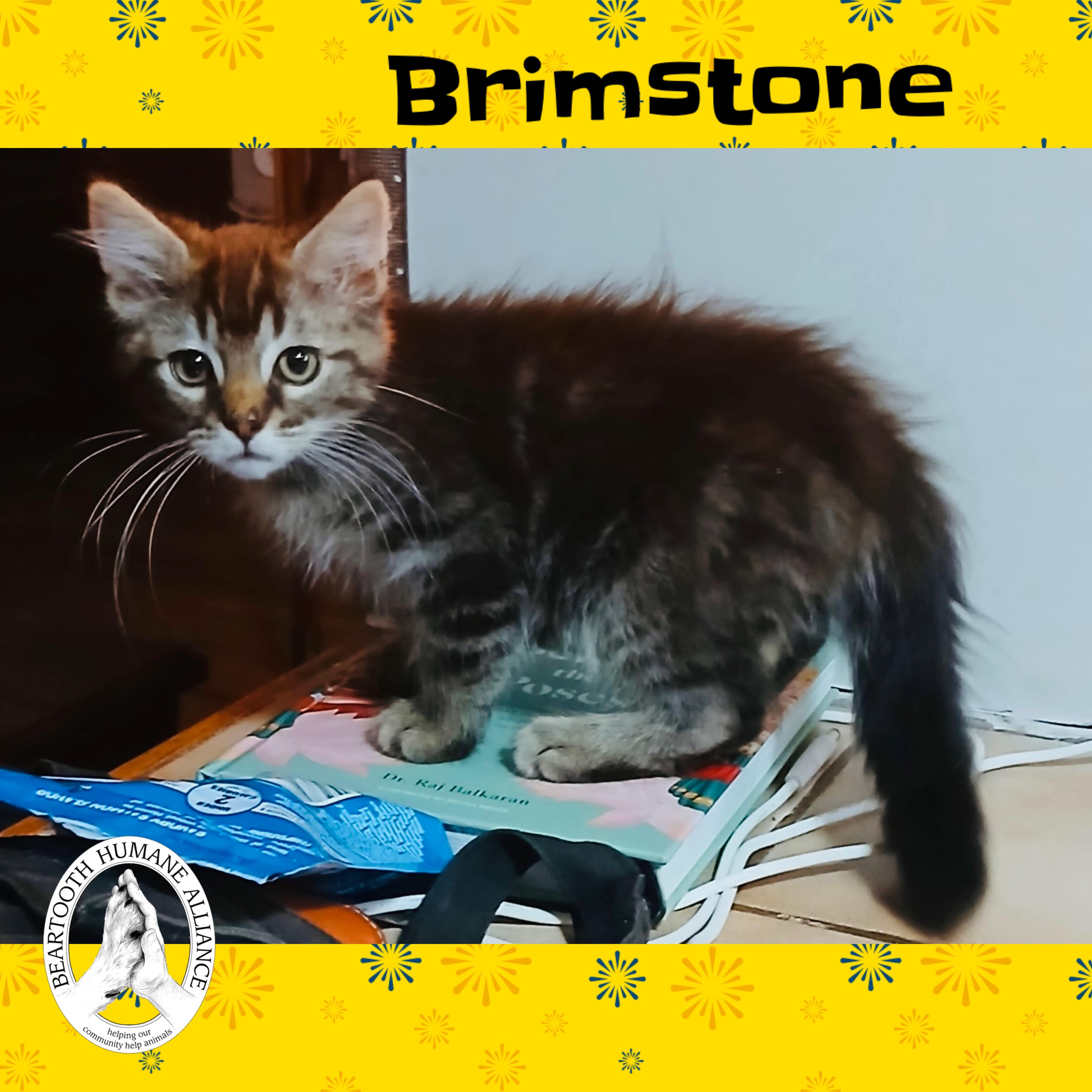 Brimstone, an adoptable Domestic Long Hair in Red Lodge, MT, 59068 | Photo Image 1