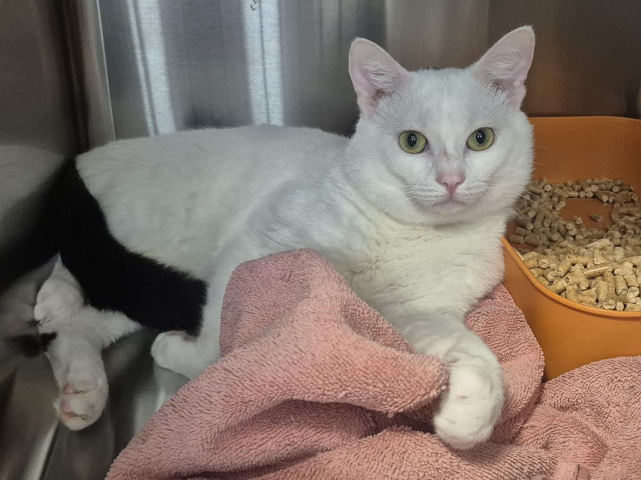 Mully- Available Meow!, Adopted, Adult Male Domestic Short Hair.