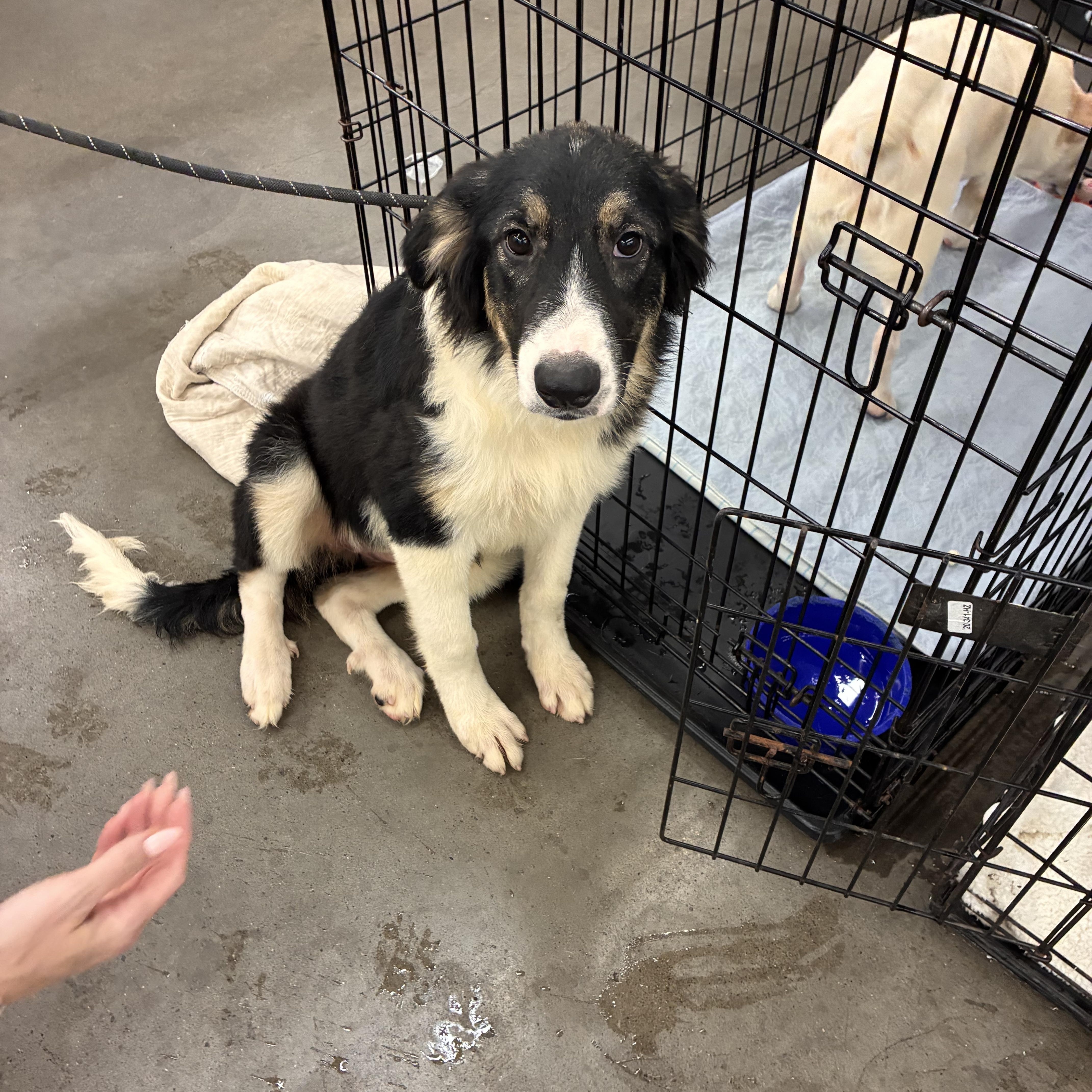 Enlarge Tinsley, a Adopted mixed breed in Plano, TX image 1/2