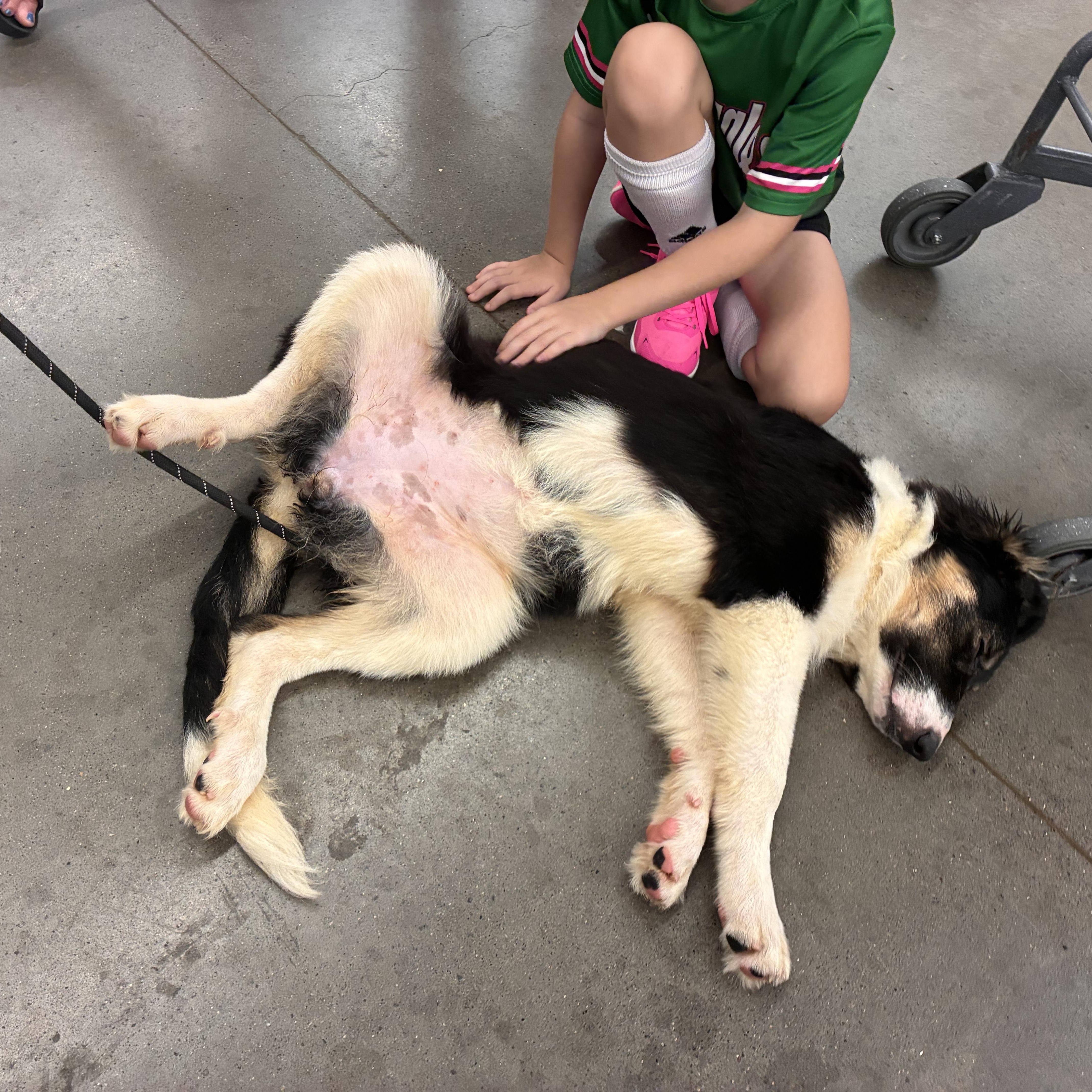 Enlarge Tinsley, a Adopted mixed breed in Plano, TX image 2/2