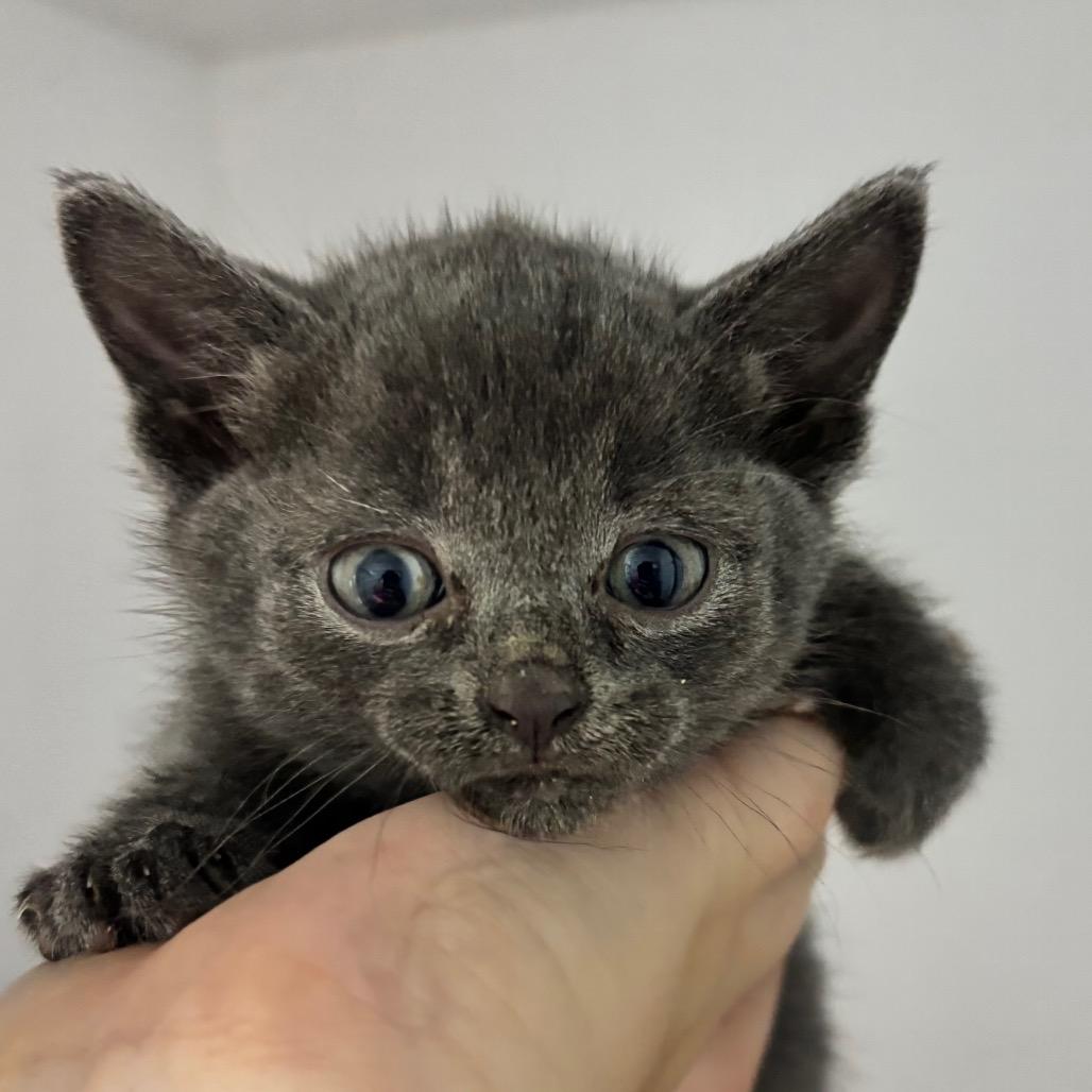 Enlarge Cosmo, an adopted Russian Blue in Franklin, NC image 2/2