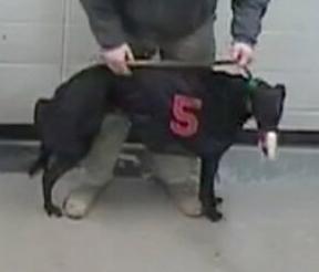 Enlarge Ww Sunny Day - Pending, an adoptable Greyhound in Allentown, PA image 1/1