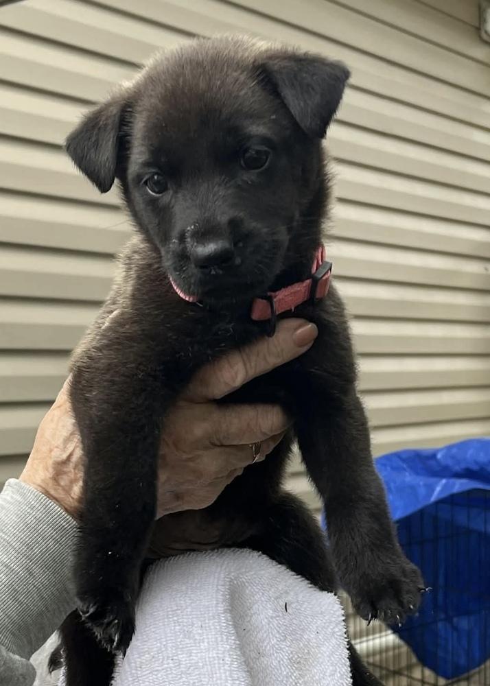 Charley, Adoptable, Puppy Male Labrador Retriever.