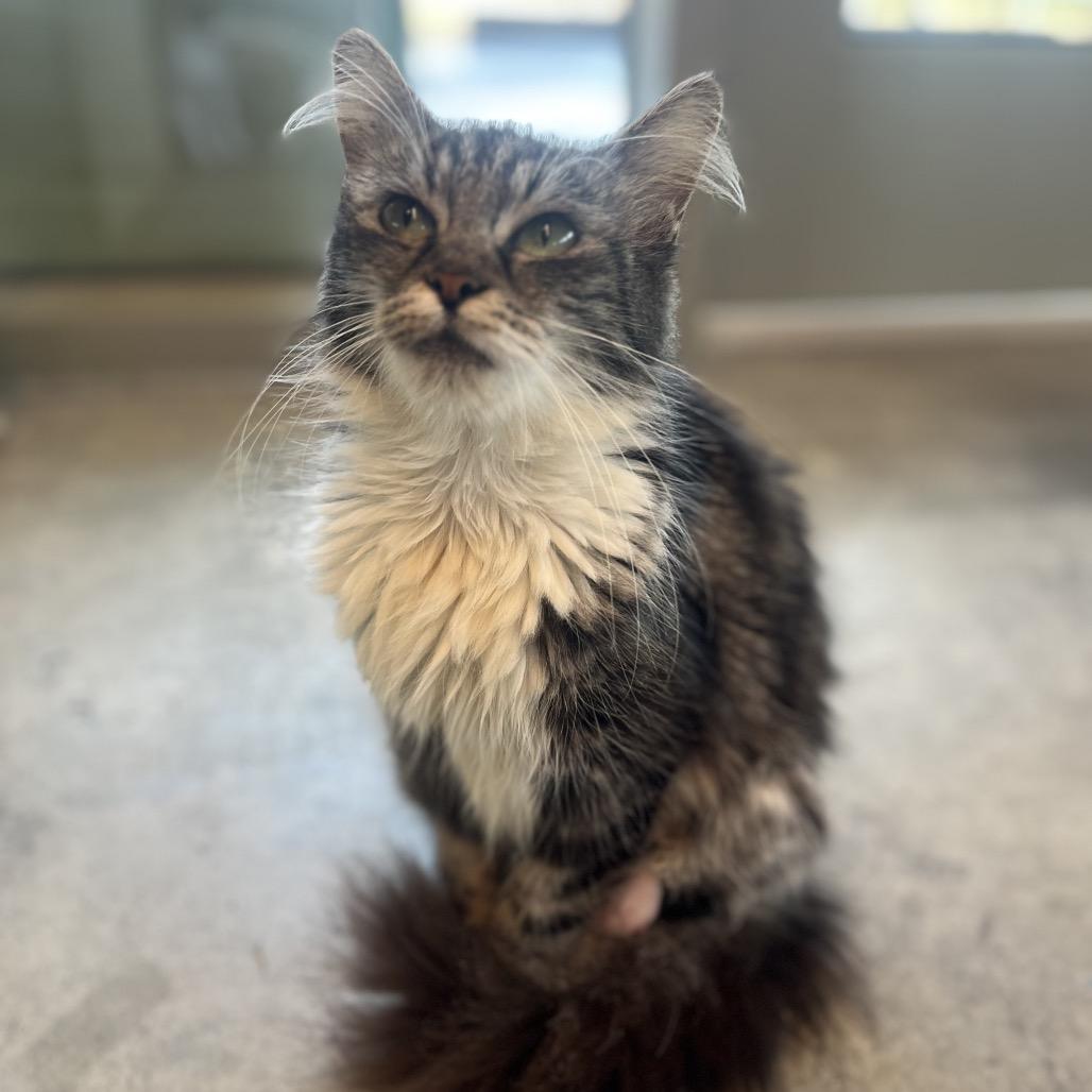 Misty, Adoptable, Senior Female Domestic Long Hair.