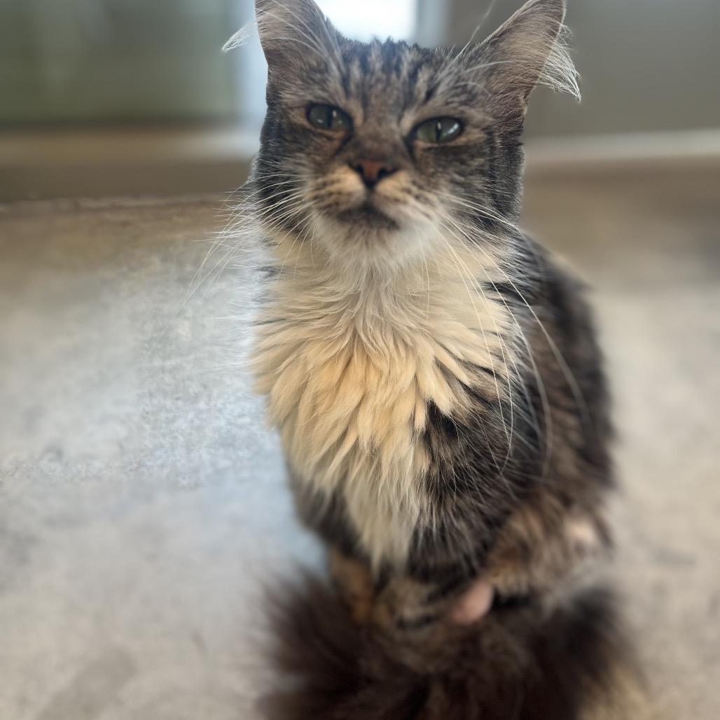 Enlarge Misty, a Adoptable Domestic Long Hair in Bentonville, AR image 2/4