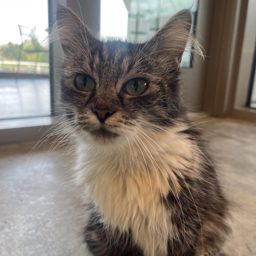 Enlarge Misty, a Adoptable Domestic Long Hair in Bentonville, AR image 3/4