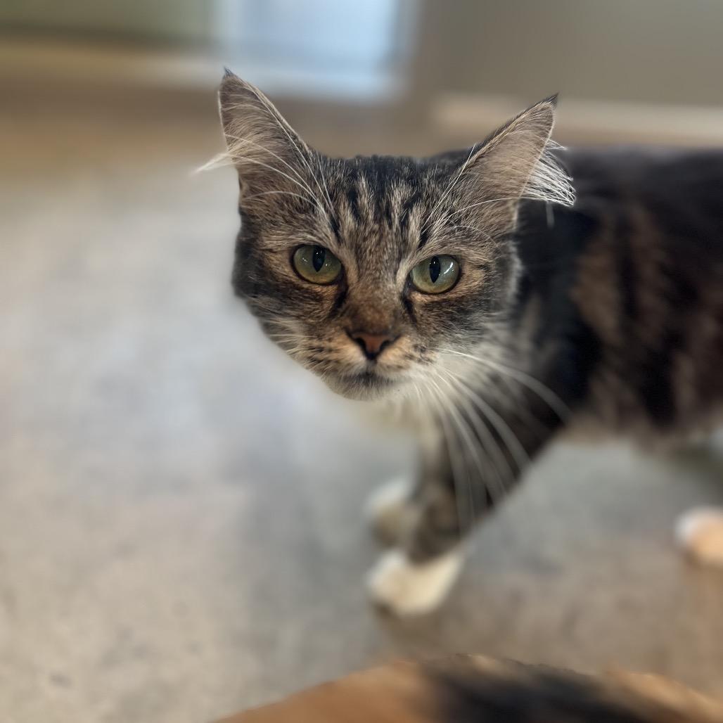 Enlarge Misty, a Adoptable Domestic Long Hair in Bentonville, AR image 4/4