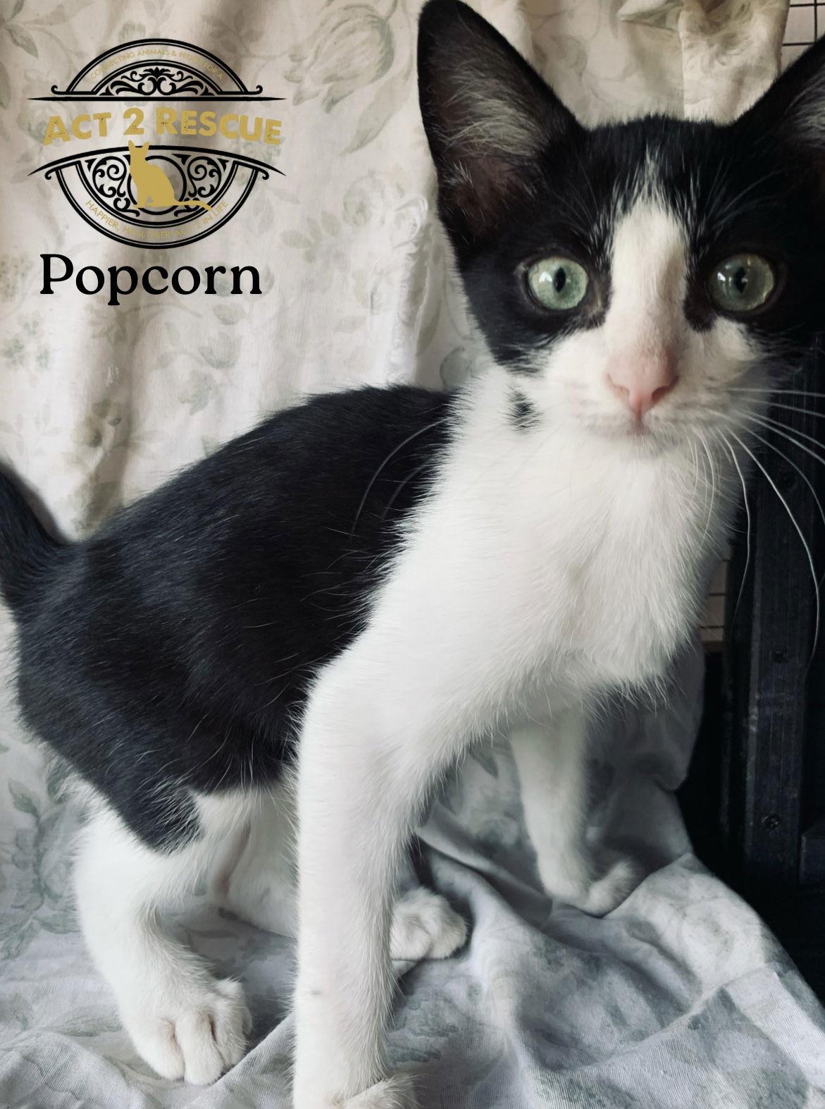 Enlarge Popcorn, a Adoptable Domestic Short Hair in Riverside, CA image 1/1