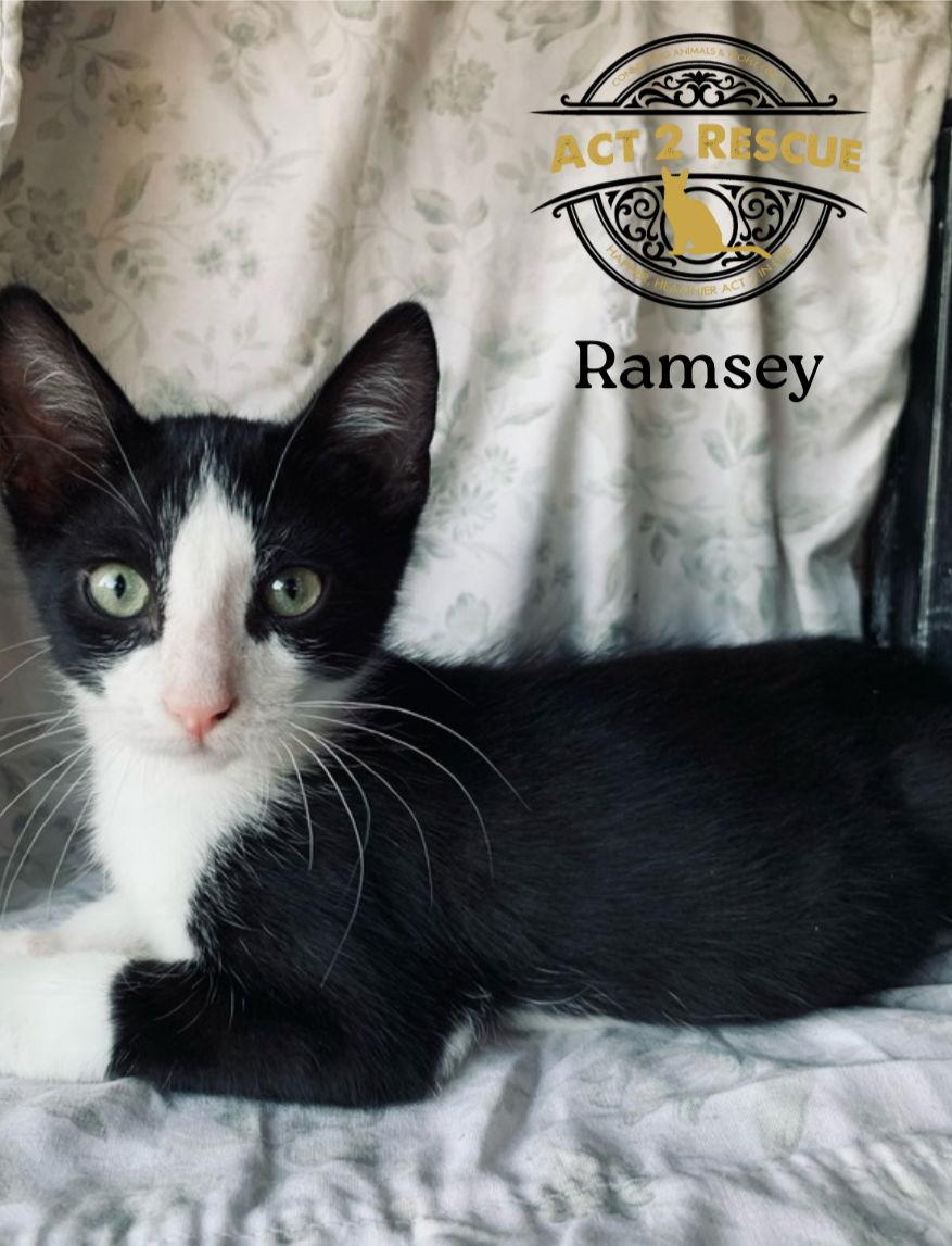 Enlarge Ramsey, a Adoptable Domestic Short Hair in Riverside, CA image 1/1