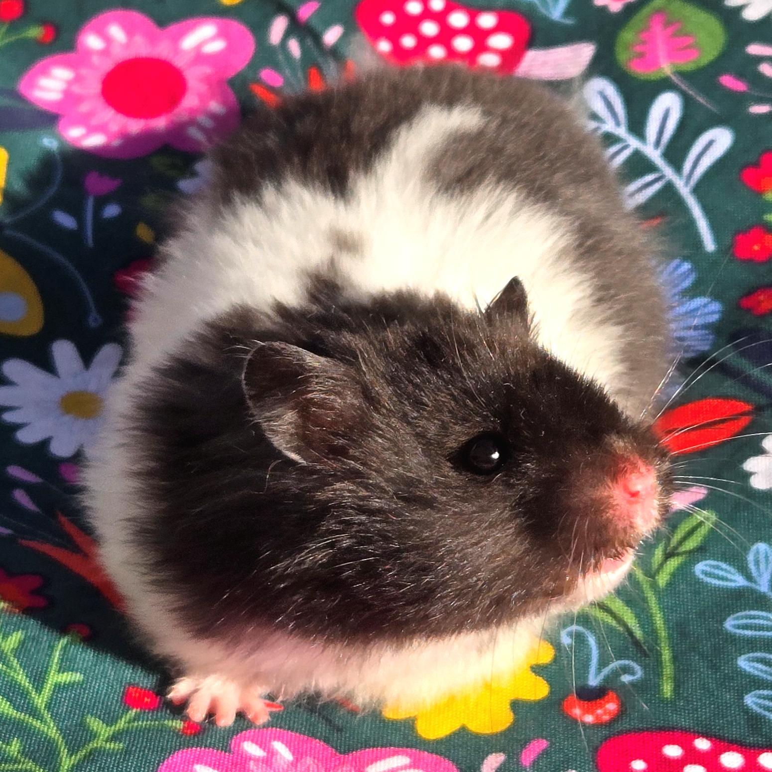 Pierogi, Adopted, Young Male Hamster.