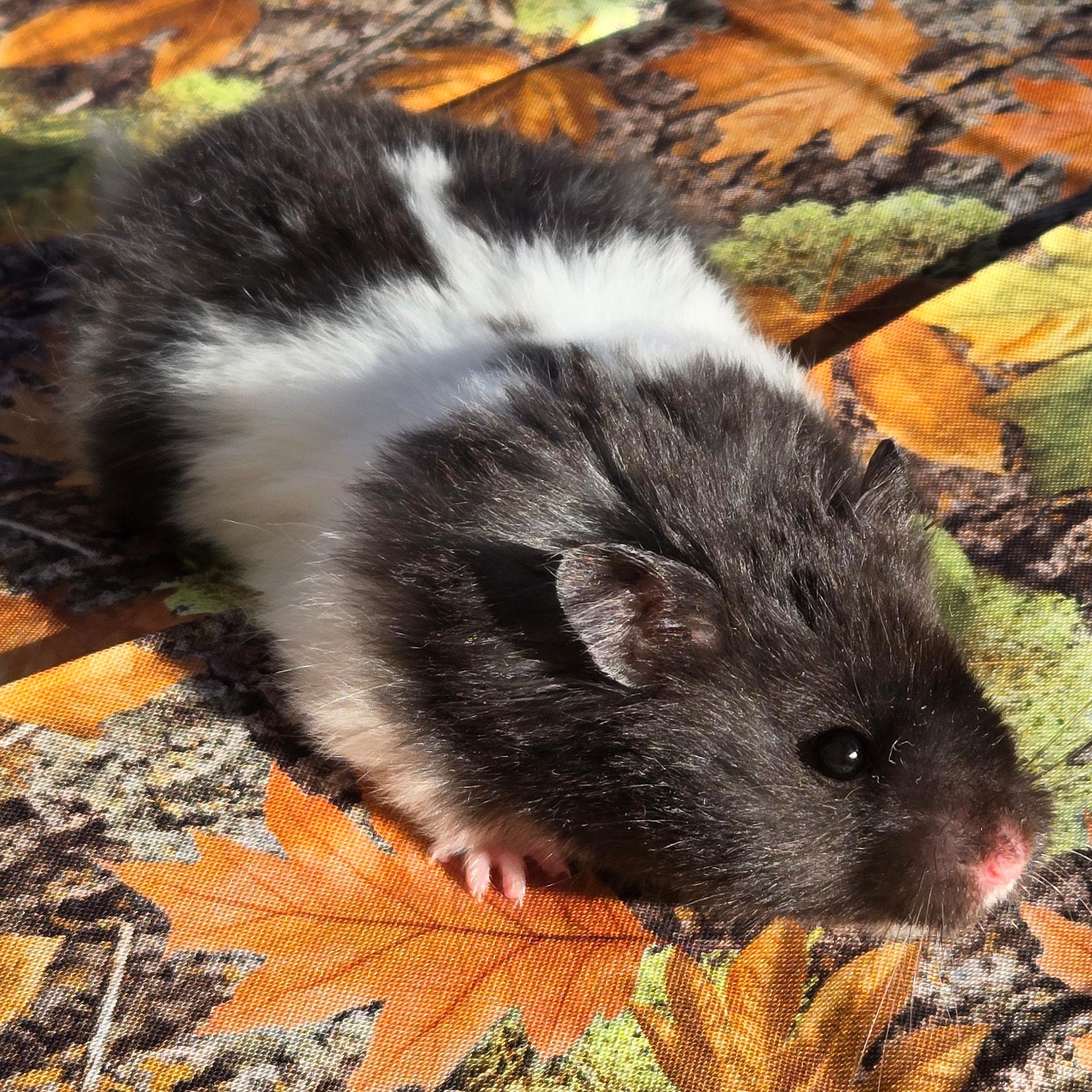 Pierogi, a Adopted Hamster in Allentown, PA image 2/6