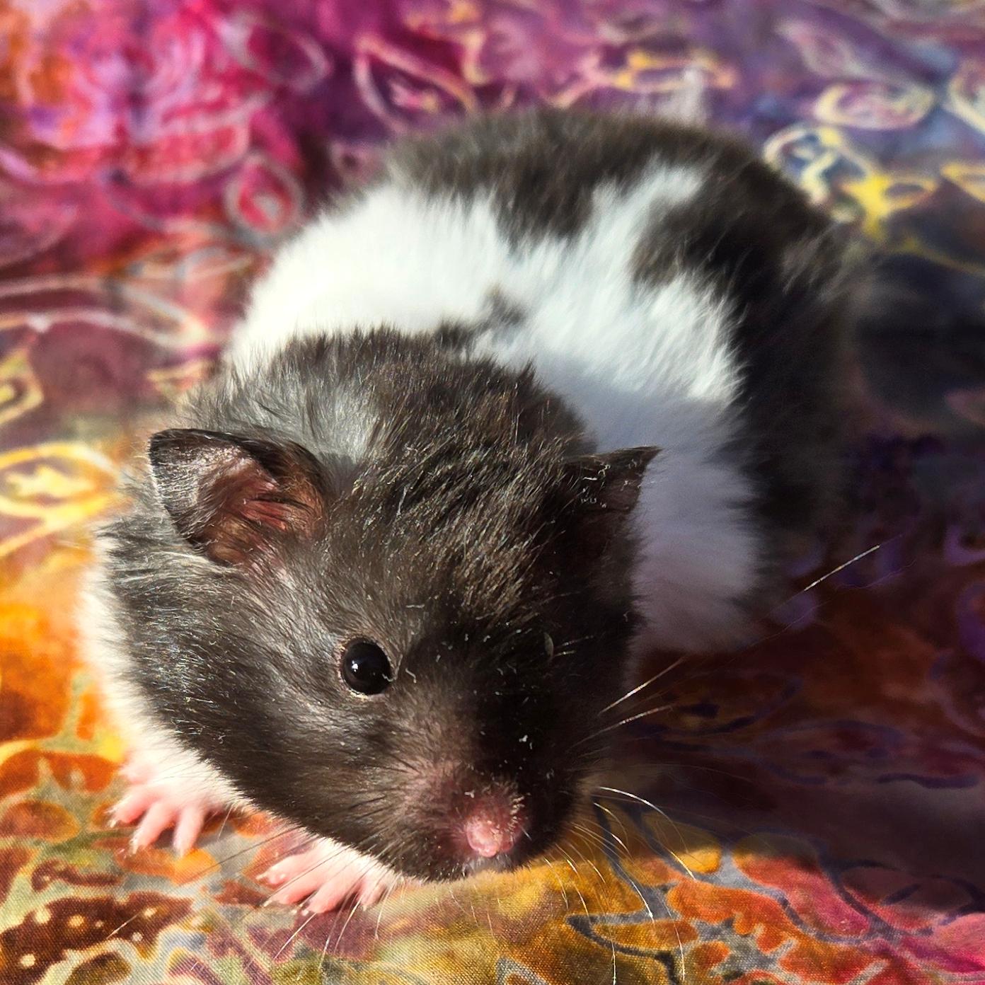 Pierogi, a Adopted Hamster in Allentown, PA image 3/6