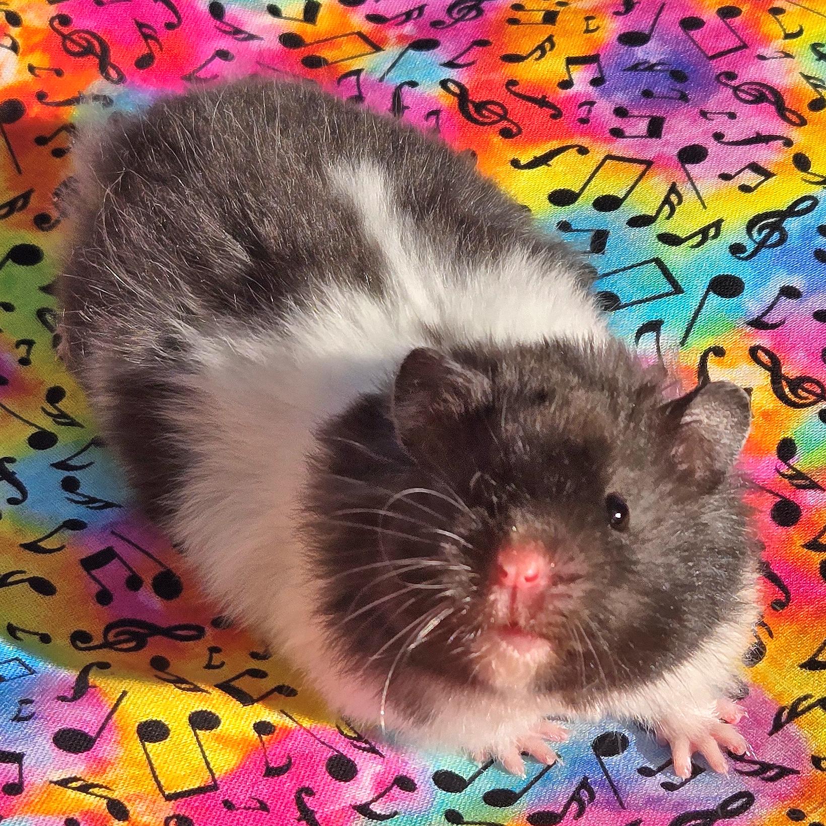 Pierogi, a Adopted Hamster in Allentown, PA image 4/6