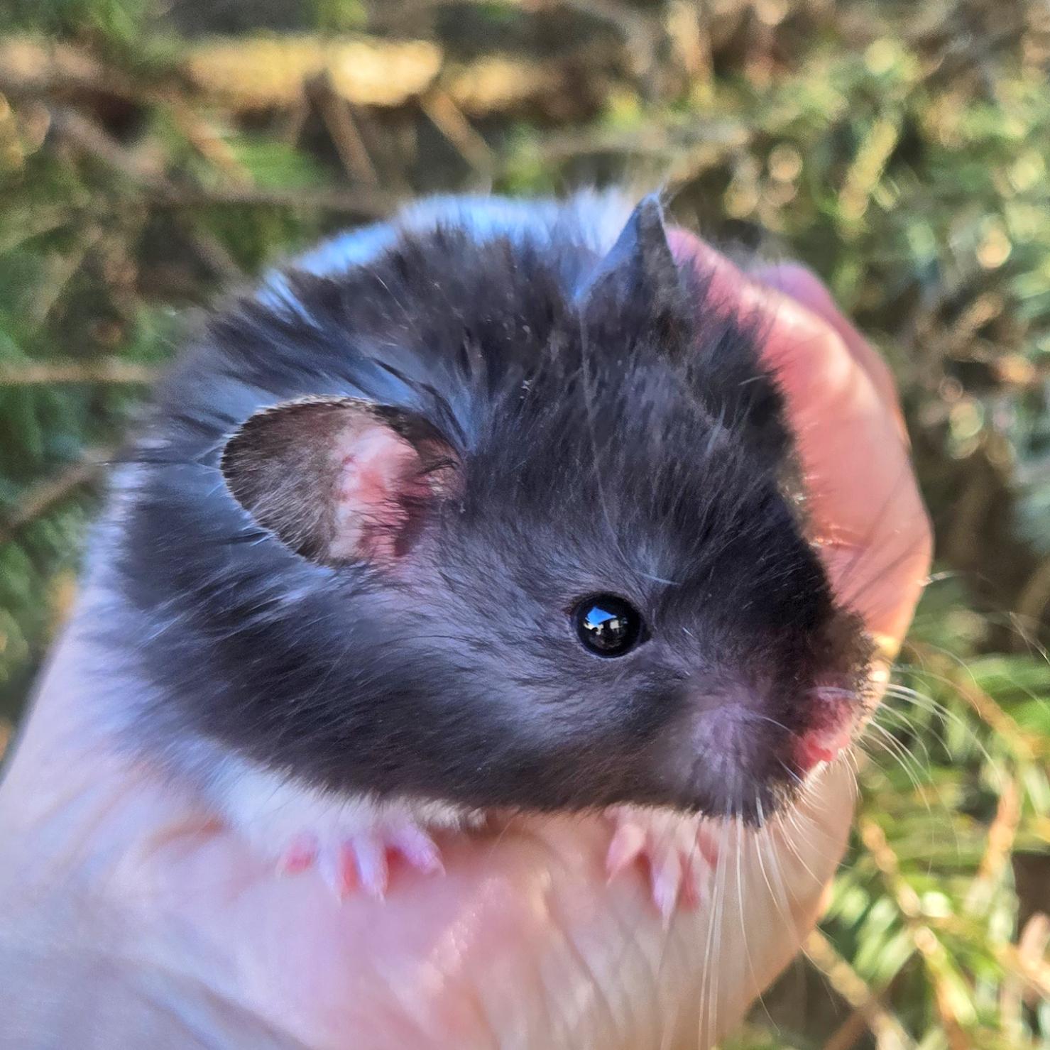 Pierogi, a Adopted Hamster in Allentown, PA image 5/6