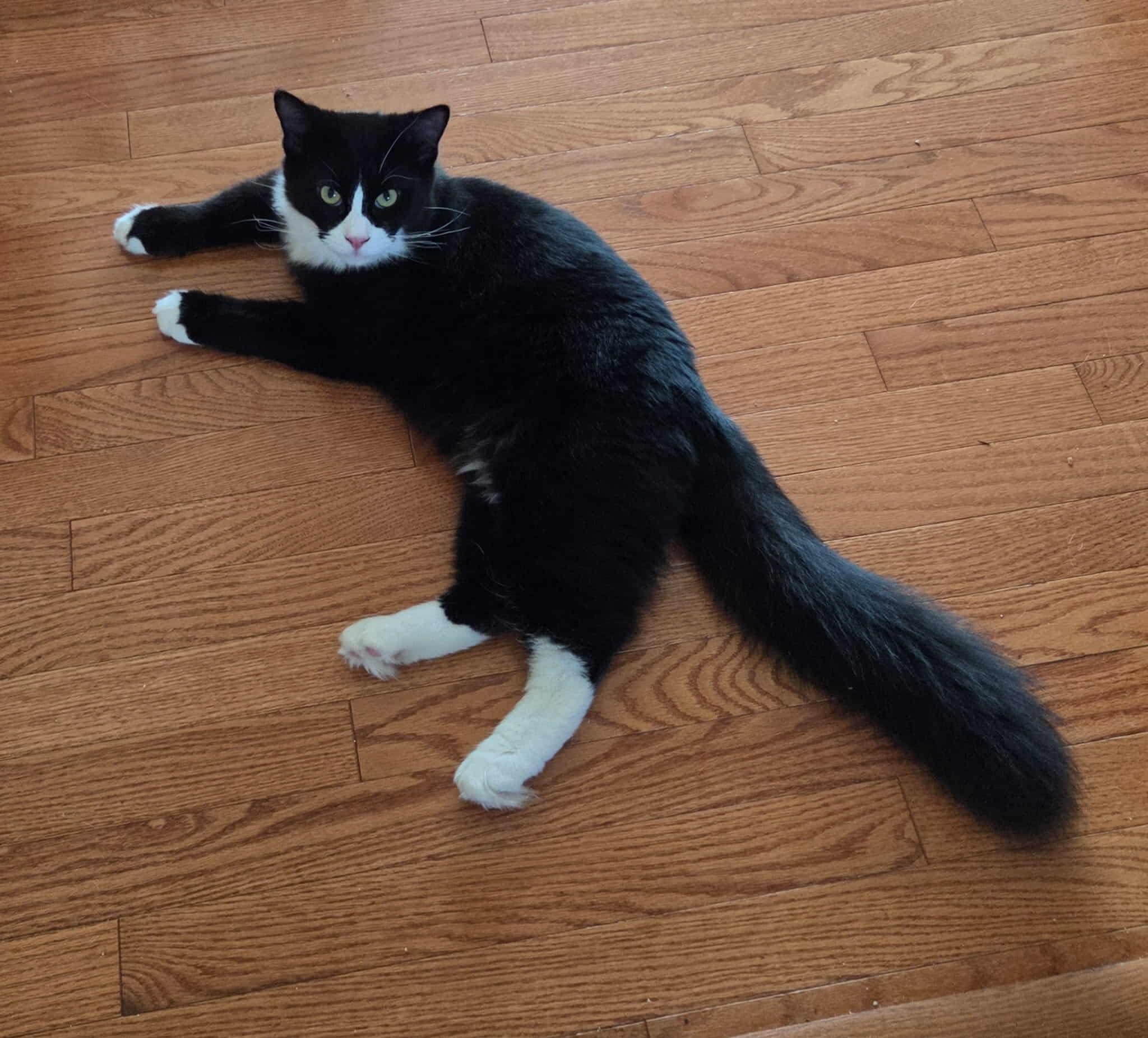 Brody - 20% off - Young Friends Litter, a Adoptable mixed breed in Gladstone, OR image 2/3