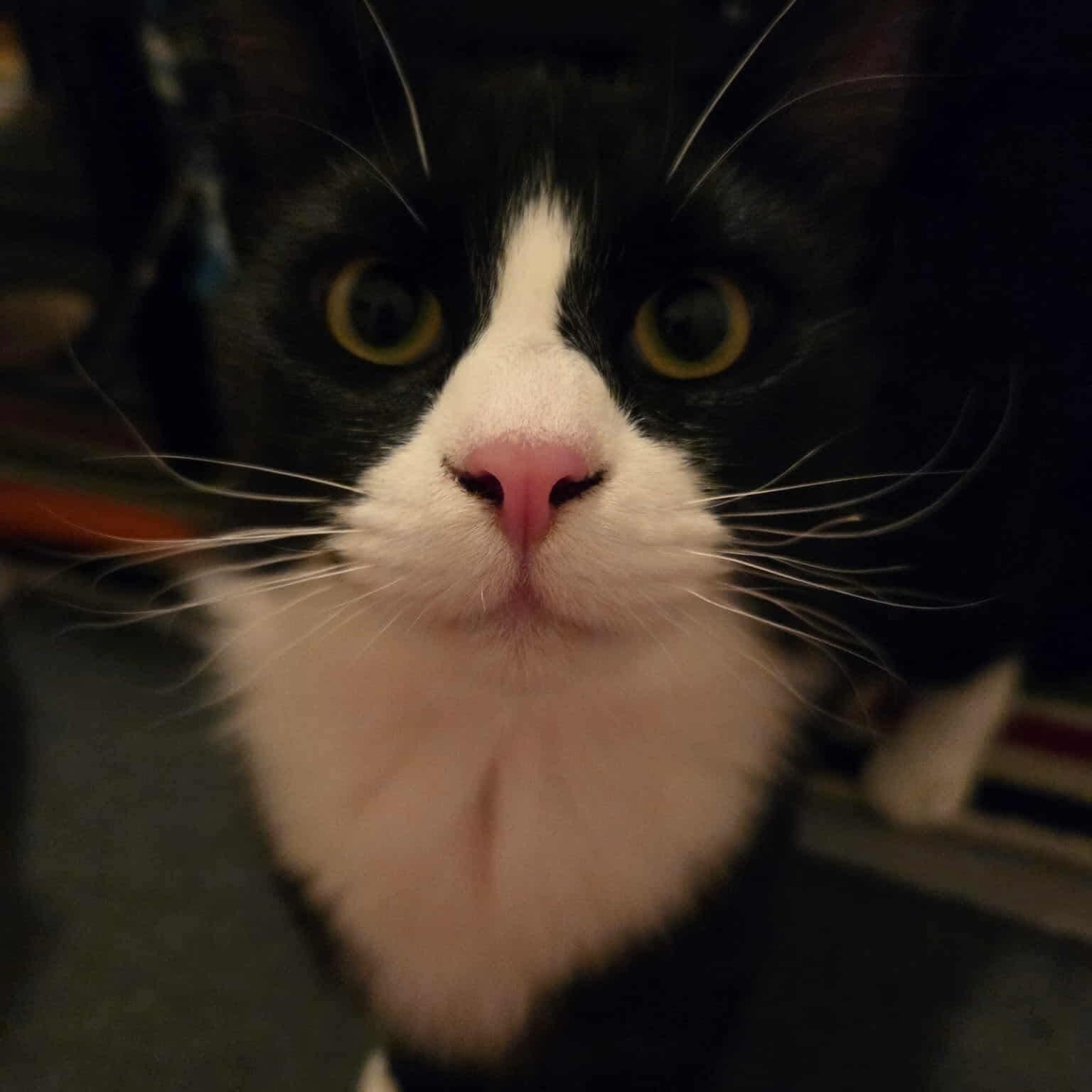 Brody - 20% off - Young Friends Litter, a Adoptable mixed breed in Gladstone, OR image 3/3