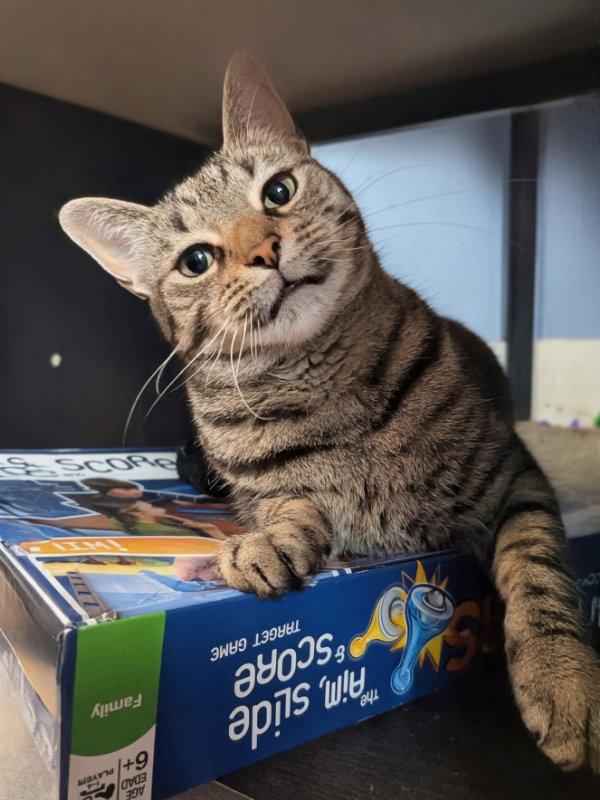 Riot, Adoptable, Adult Female Domestic Short Hair.