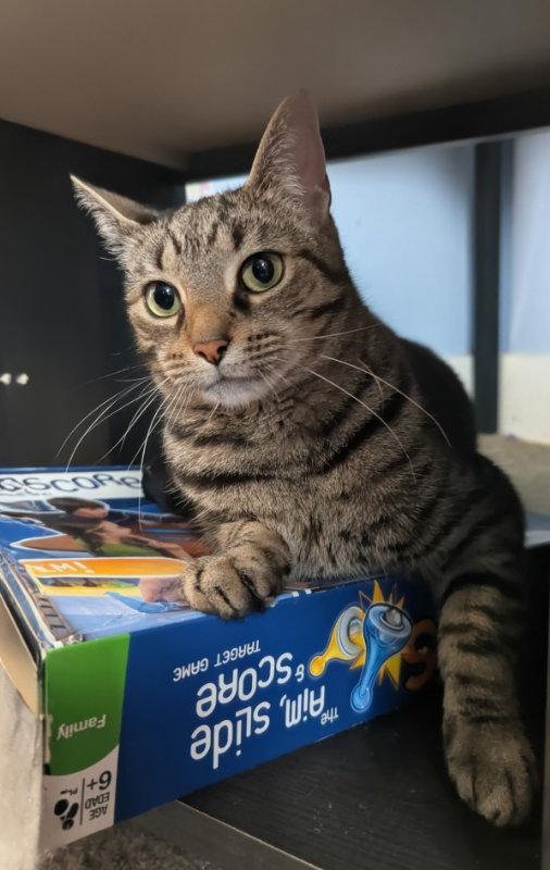 Riot, Adoptable, Adult Female Domestic Short Hair.