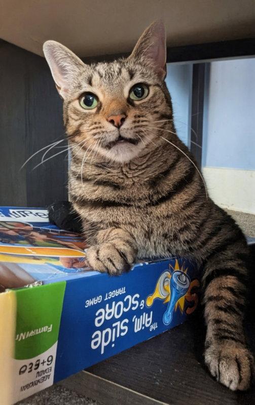 Enlarge Riot, a Adoptable Domestic Short Hair in Niles, MI image 2/3