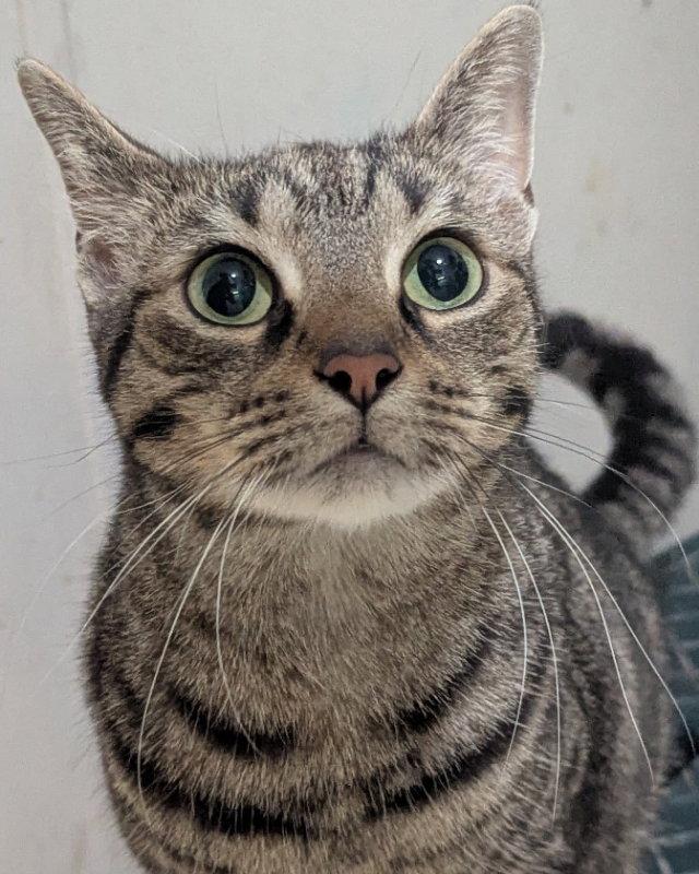 Enlarge Riot, a Adoptable Domestic Short Hair in Niles, MI image 3/3