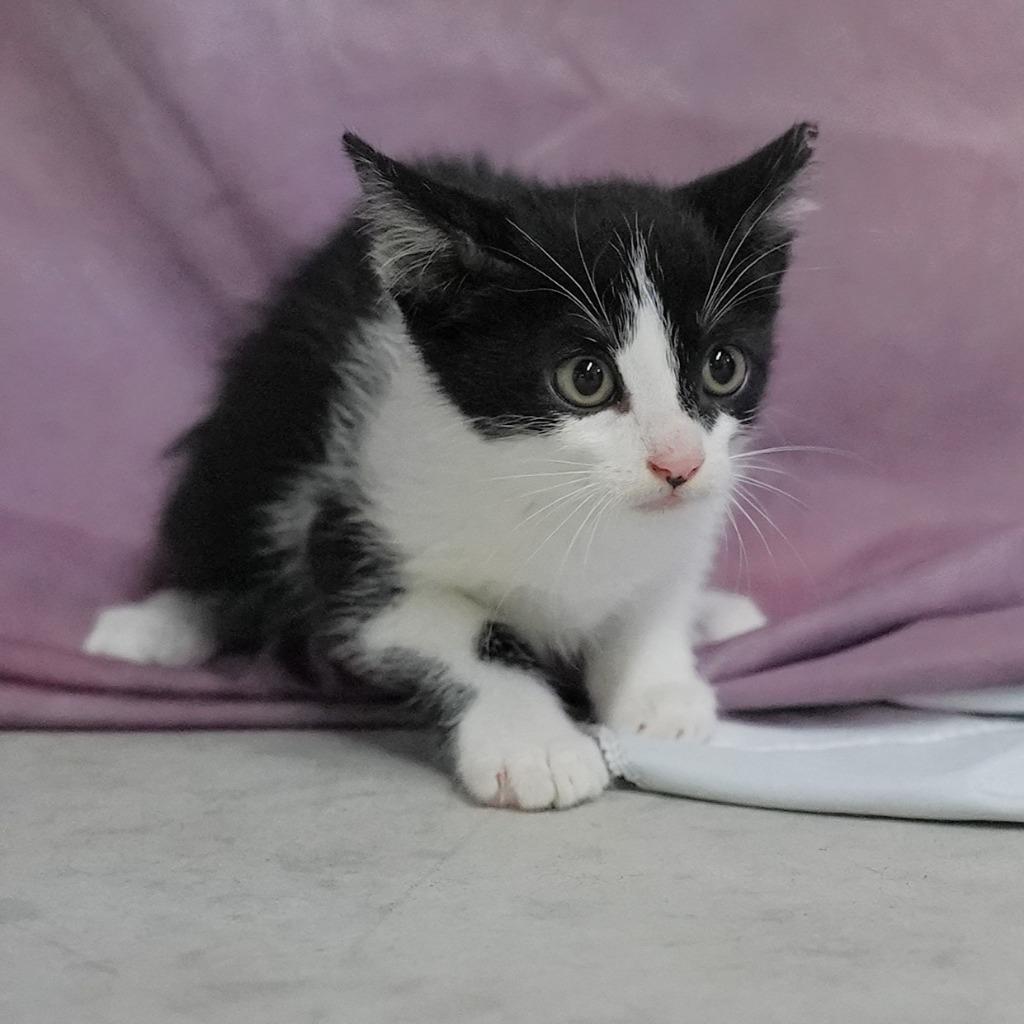 Pumpkin, Adoptable, Kitten Male Domestic Short Hair.