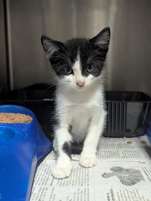 Enlarge Pumpkin, a Adoptable mixed breed in Springfield, GA image 2/3