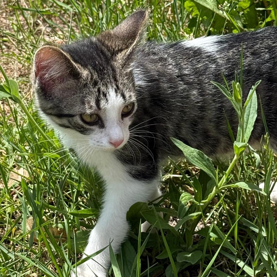 Enlarge KODA, a ADOPTABLE Domestic Short Hair in Gresham, WI image 1/1
