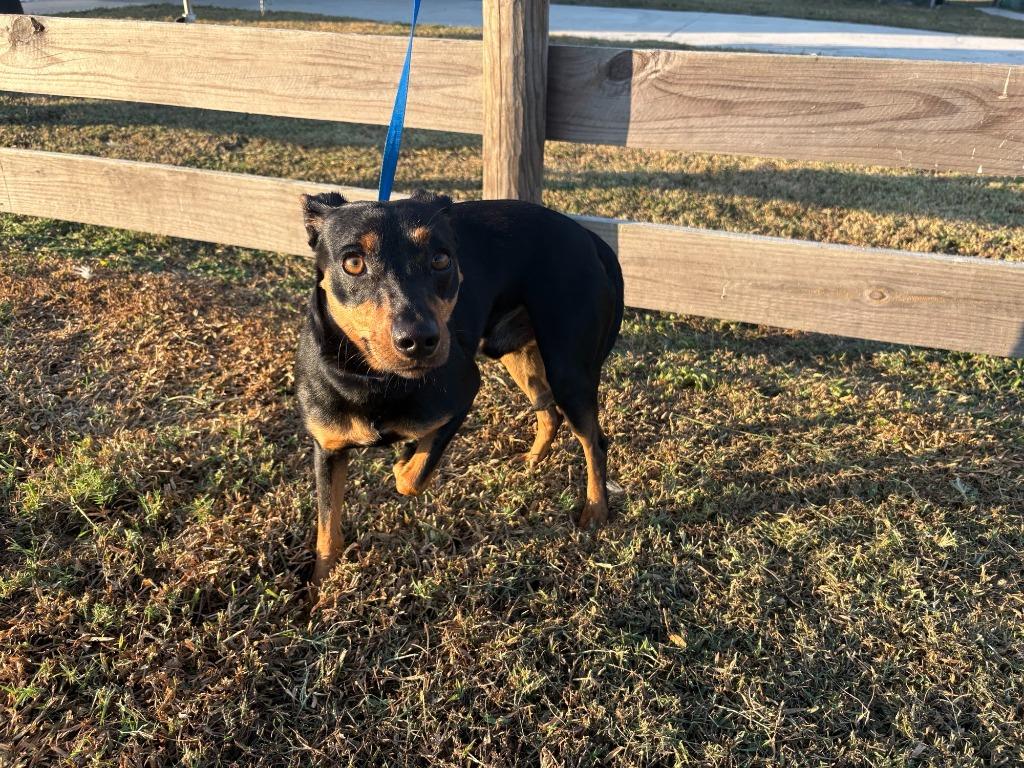 Scrooge, Adoptable, Adult Male Miniature Pinscher.