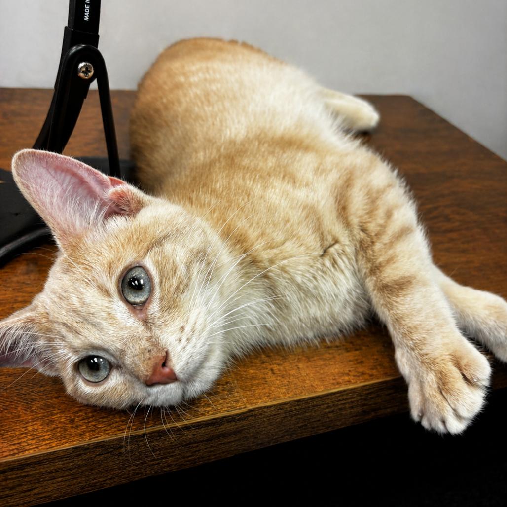 Crush, adopted, Adult Male Domestic Short Hair.