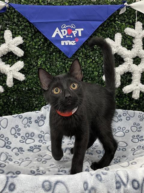 Enlarge OBSIDIAN, a Adoptable Domestic Medium Hair in Saskatoon, SK image 1/1