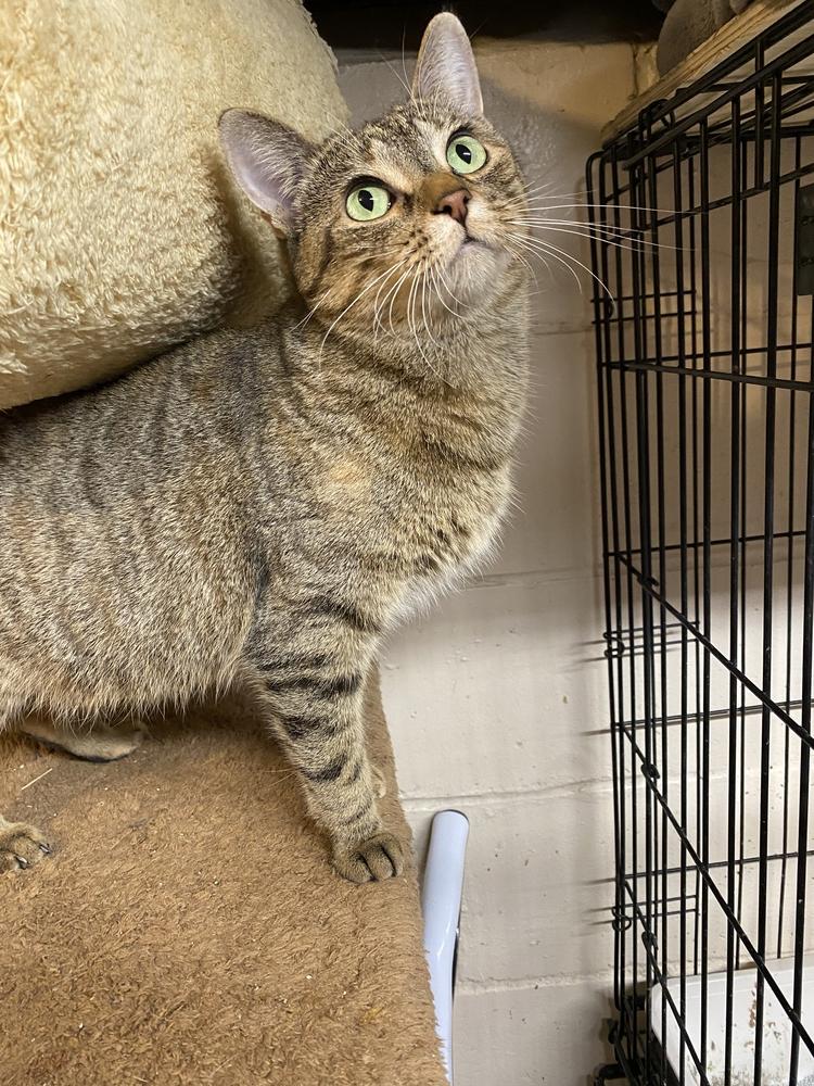 Enlarge Barbara Bush (Mama), a Adoptable Domestic Short Hair in Bellevue, NE image 1/3