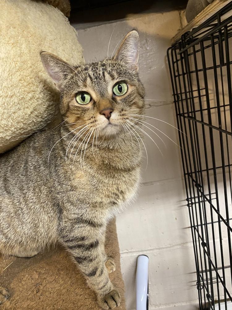 Enlarge Barbara Bush (Mama), a Adoptable Domestic Short Hair in Bellevue, NE image 2/3